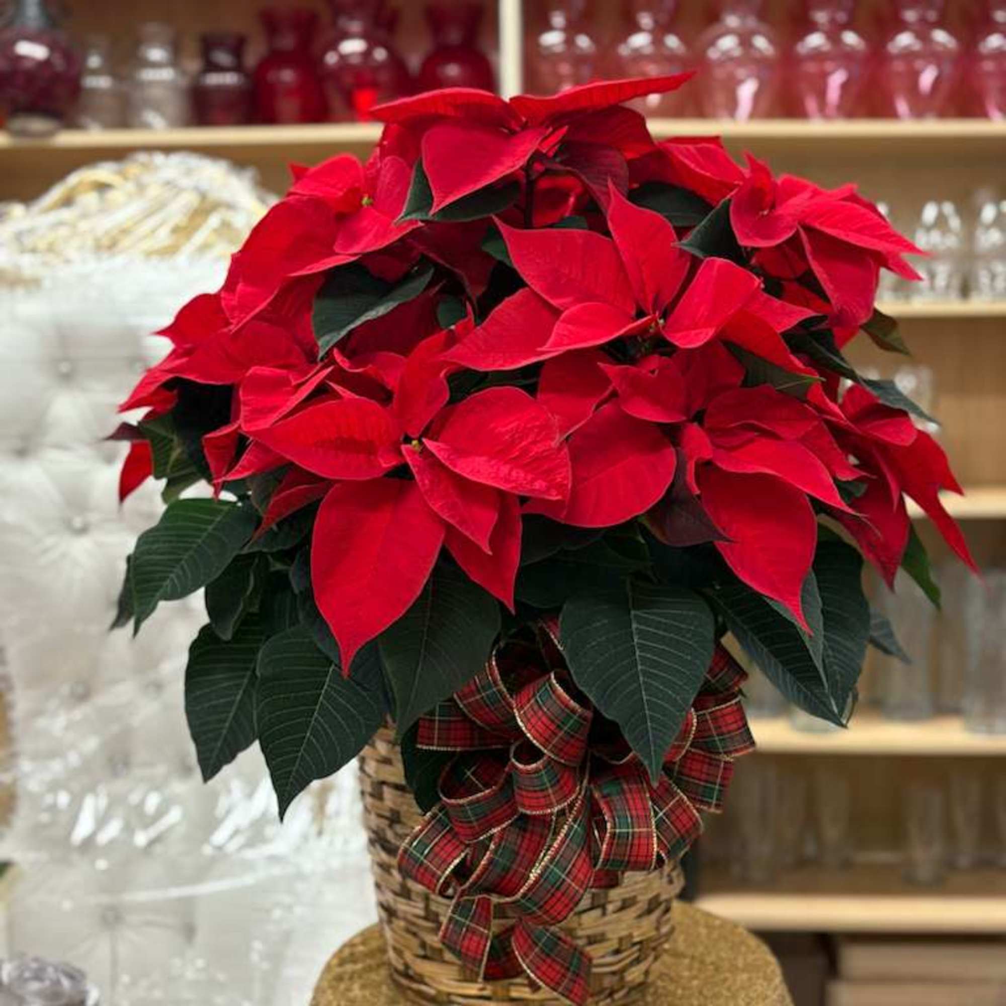 Start gifting now and enjoy this beautiful season with our festive poinsettias.
The
