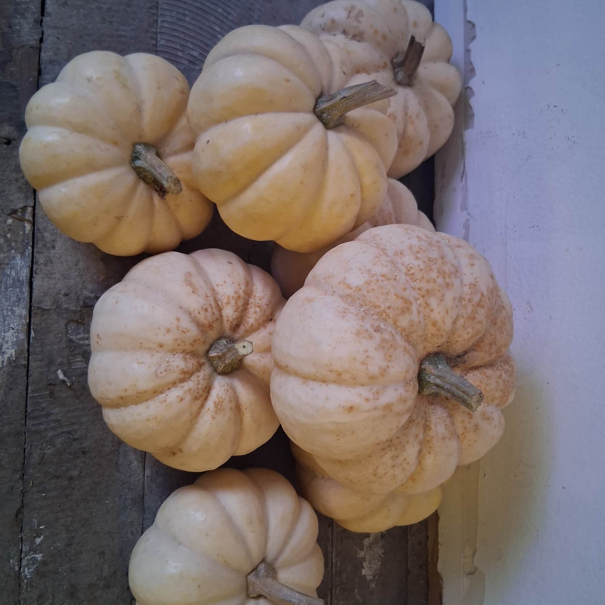 Cute miniature white pumpkins for Thanksgiving decor  