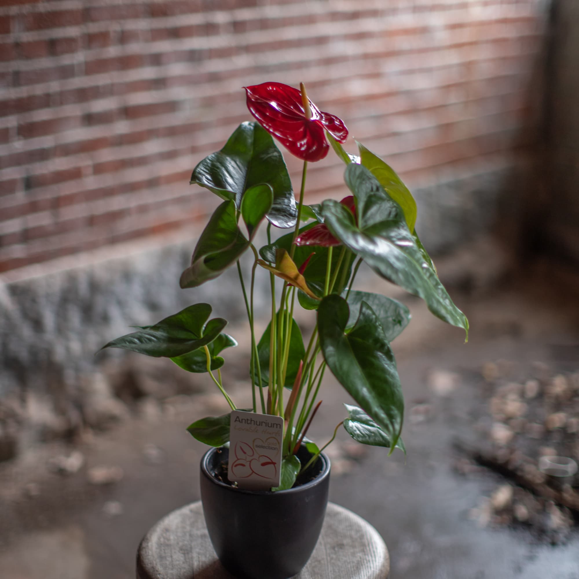 A striking tropical plant with heart shaped, eye-catching flowers and foliage. Appropriate