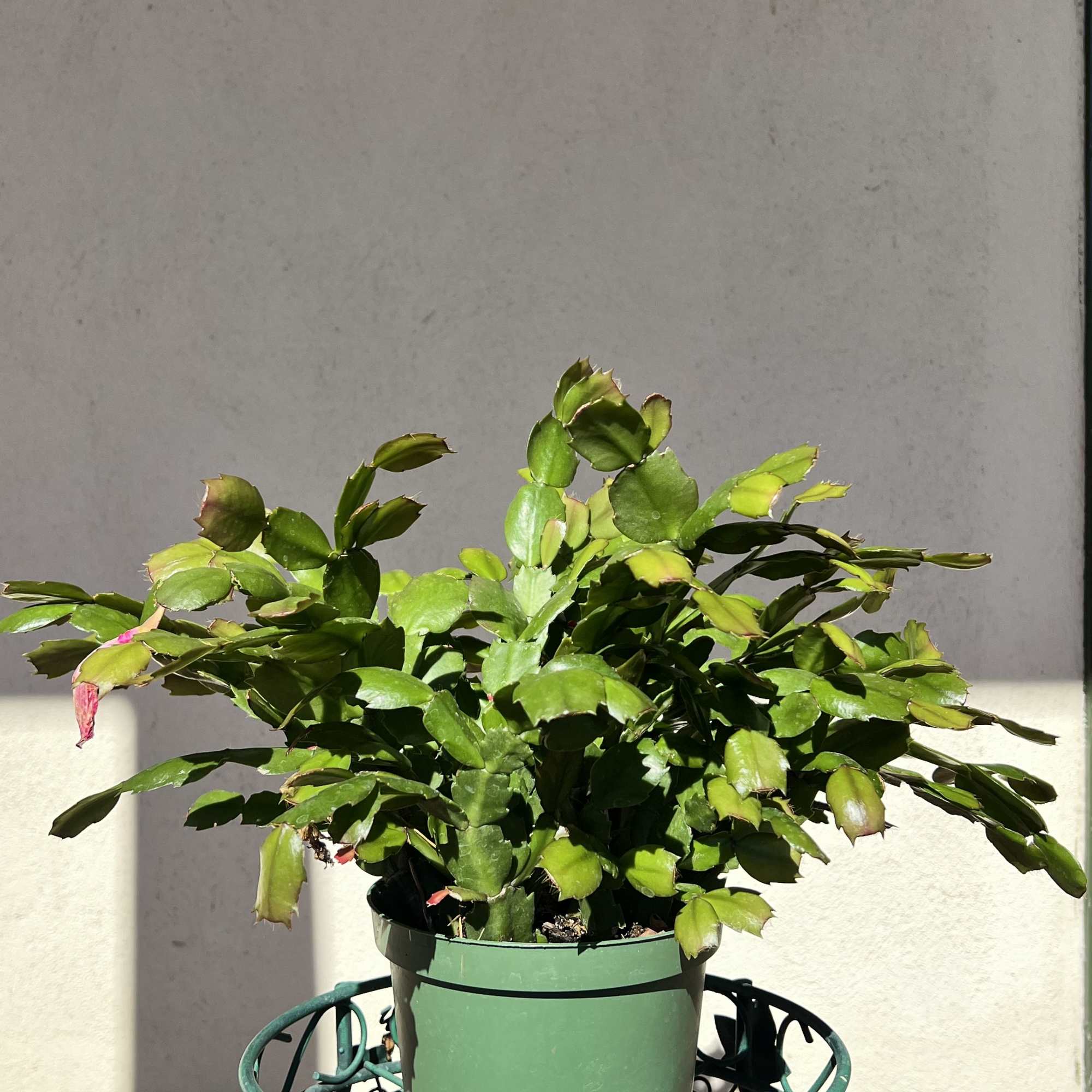 A popular houseplant that&#039;s known for its showy blooms in the winter
The