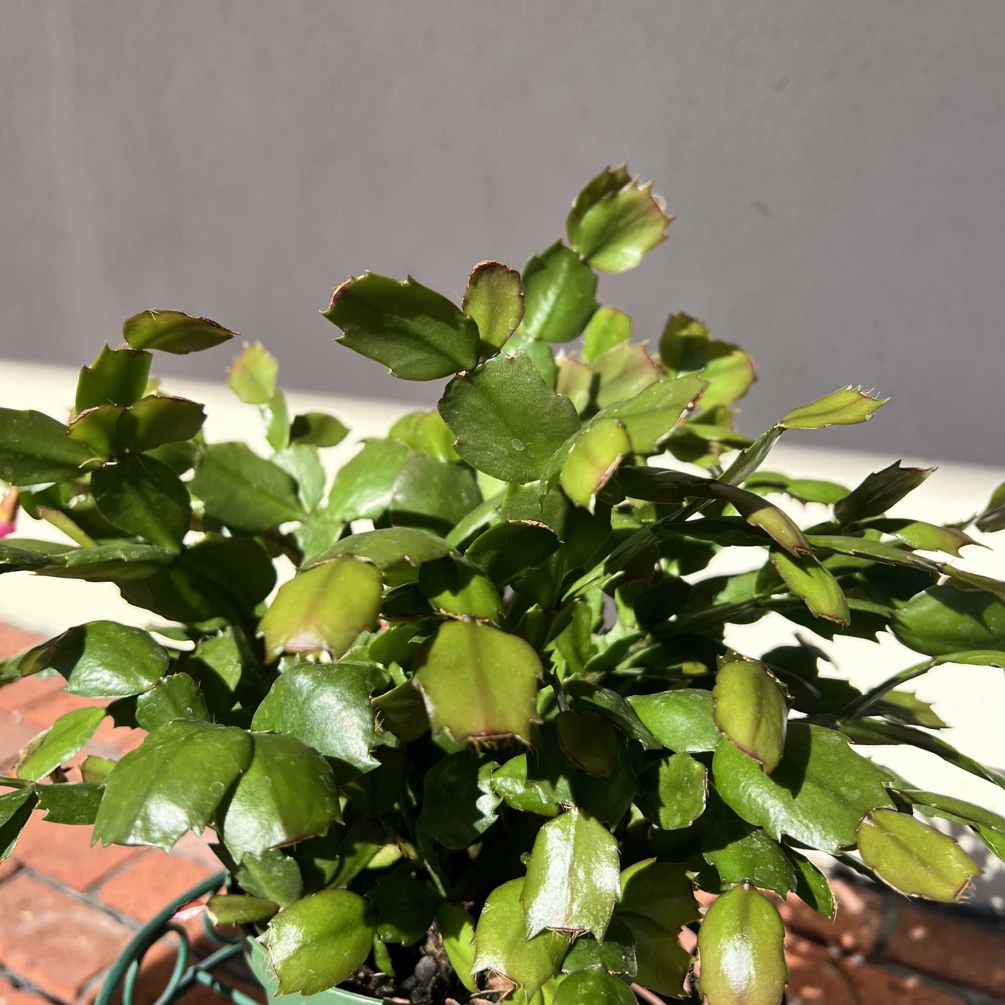 A popular houseplant that&#039;s known for its showy blooms in the winter
The