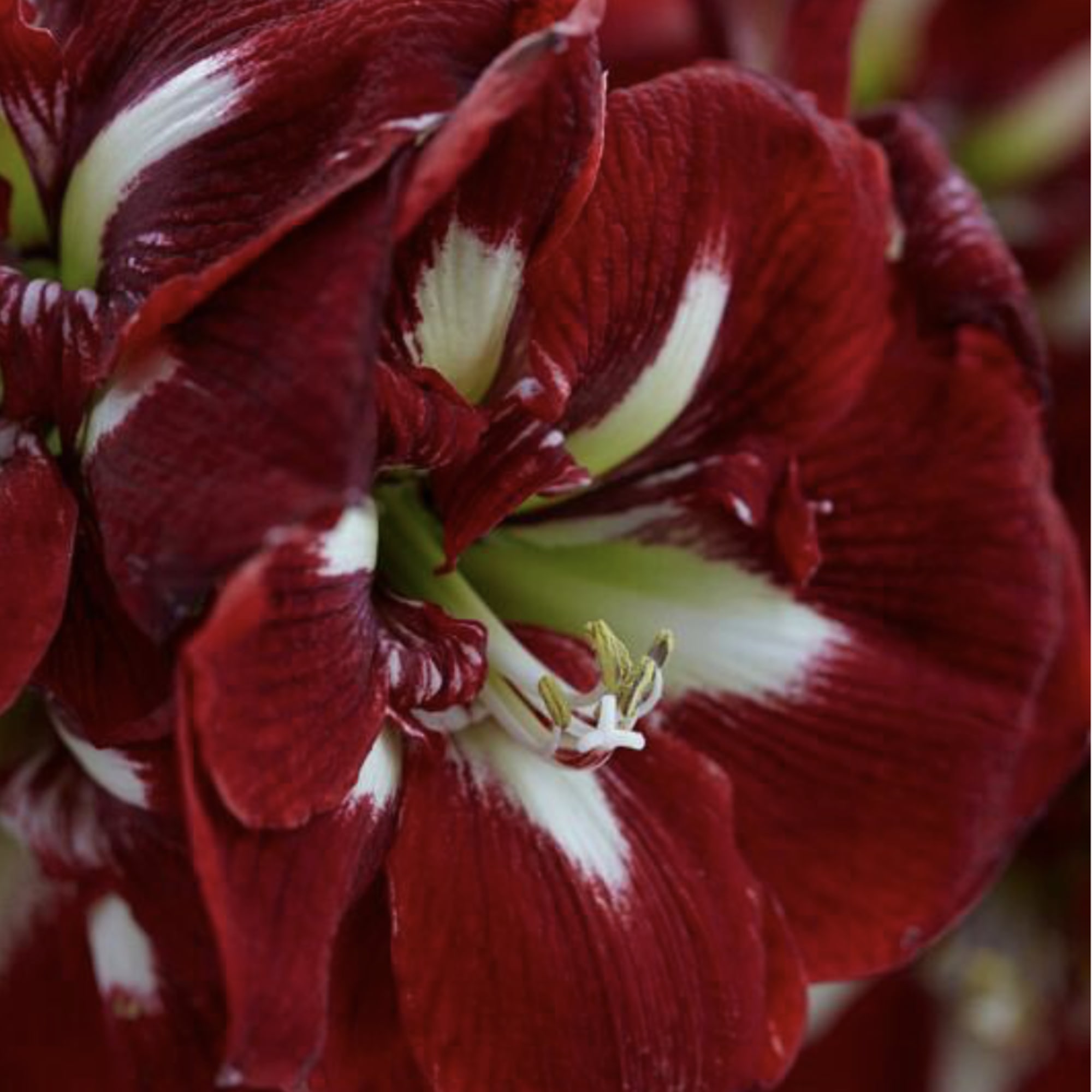 Watch it grow and bloom!

Amaryllis are rewarding, easy-care houseplants that brighten up