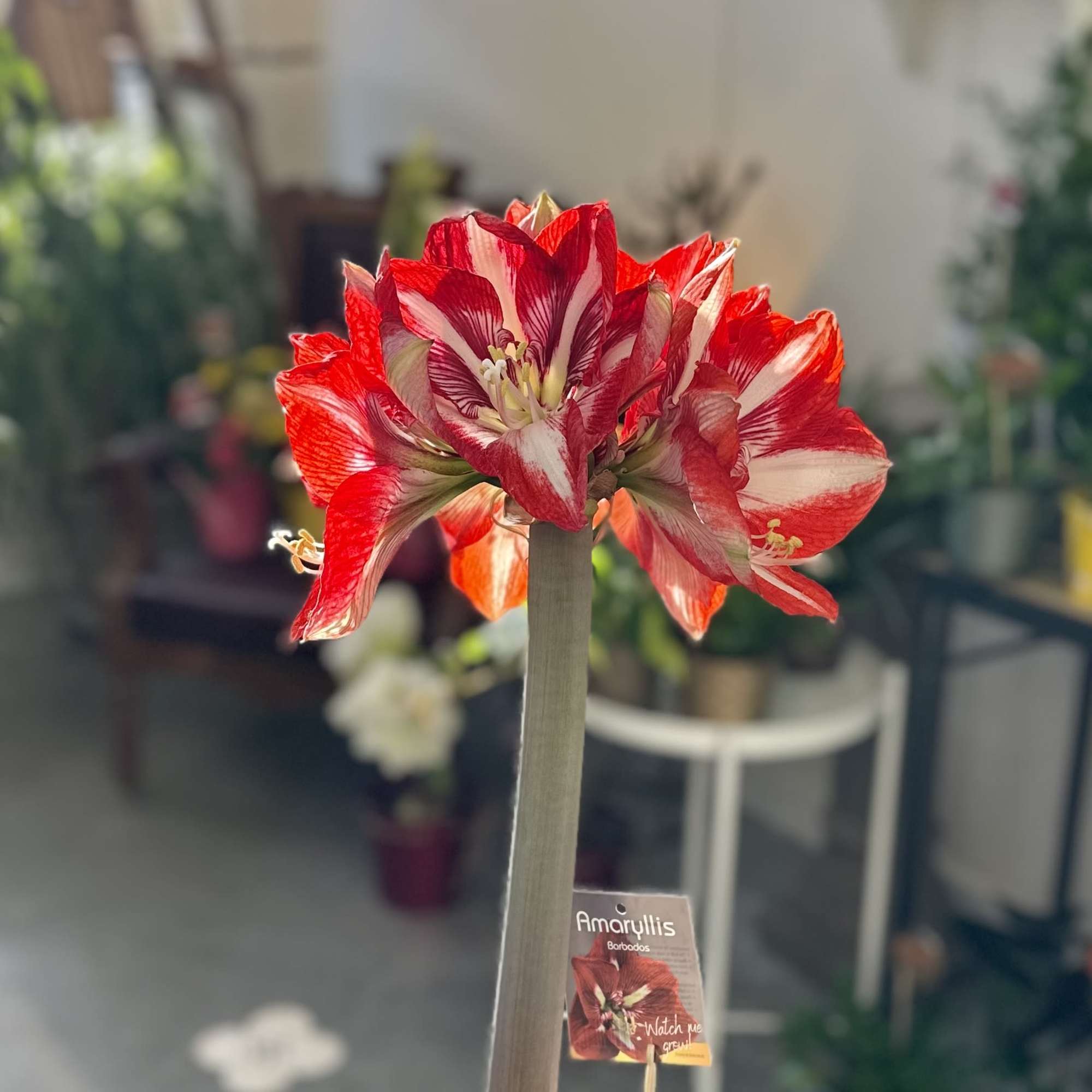Watch it grow and bloom!

Amaryllis are rewarding, easy-care houseplants that brighten up