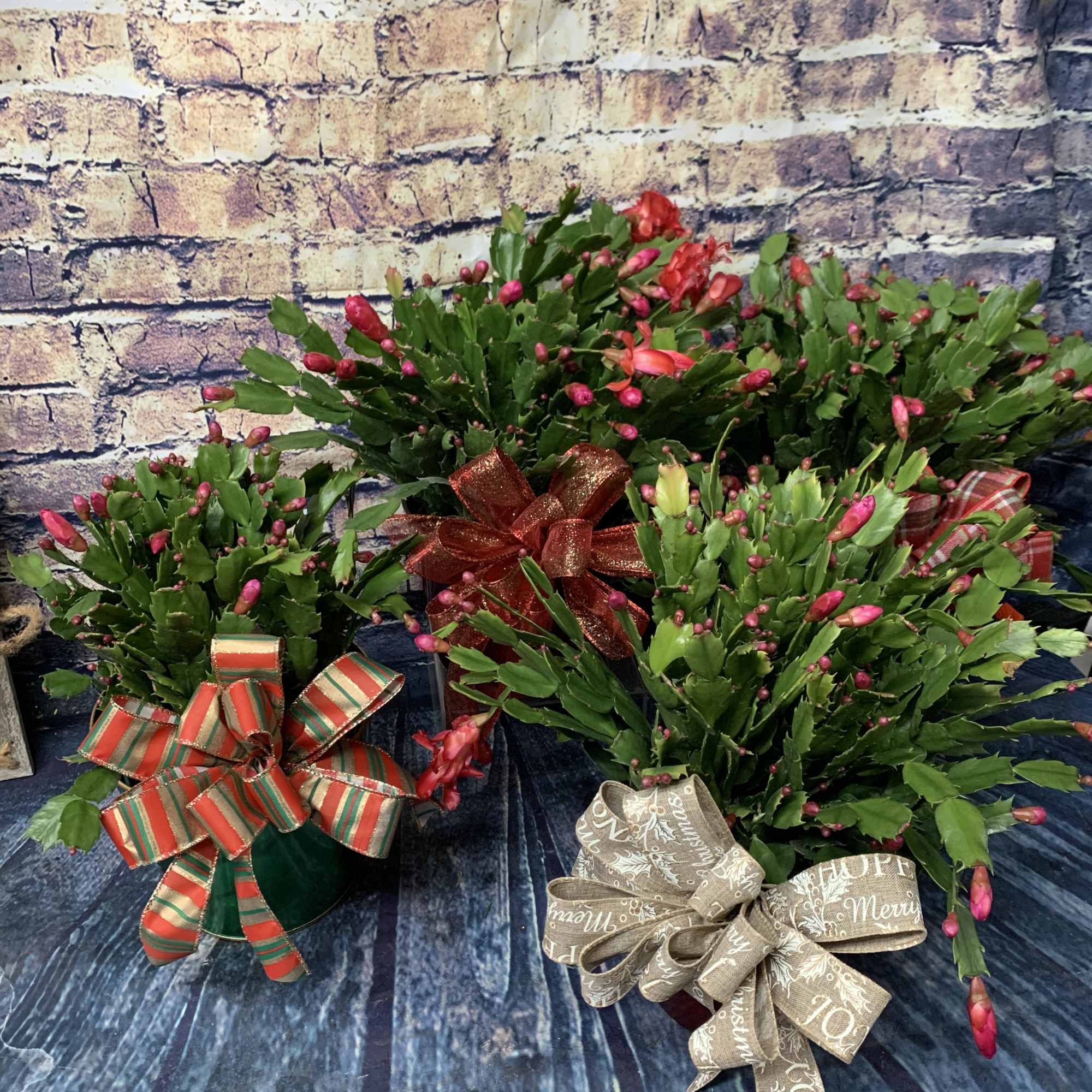 A friendly cactus they&#039;ll enjoy well beyond the holiday season! Christmas cacti