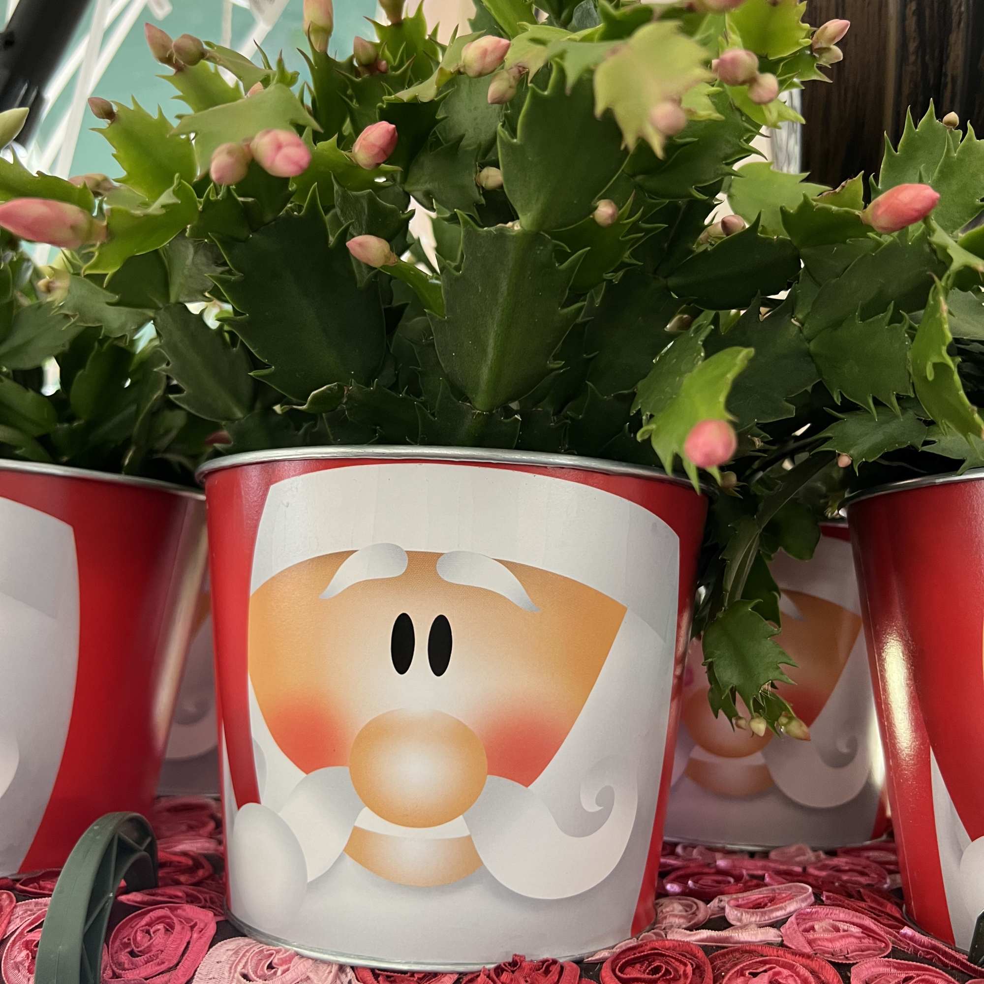 A friendly cactus they&#039;ll enjoy well beyond the holiday season! Christmas cacti