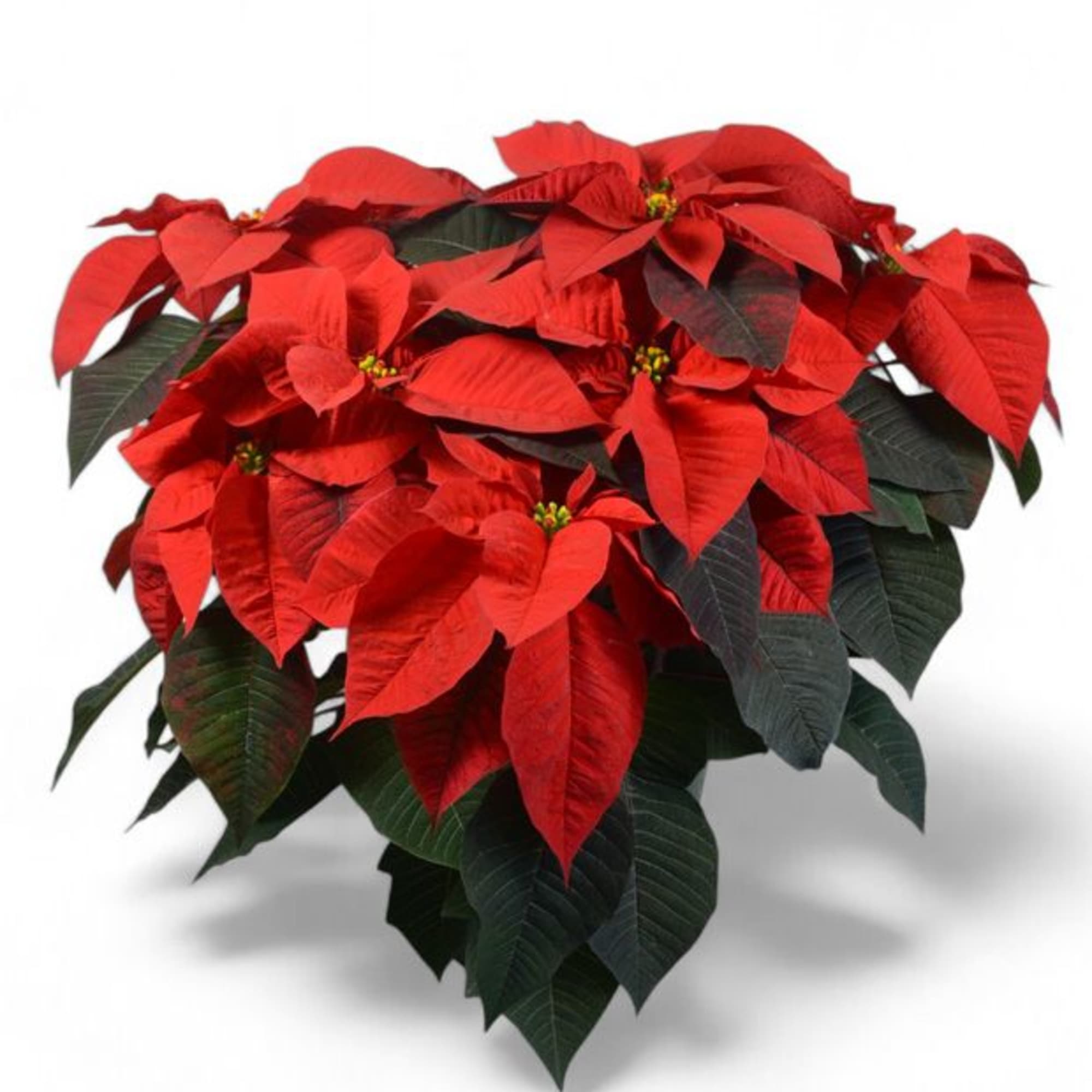 Our Minnesota grown Classic Red Poinsettia is covered with beautiful blooms. A