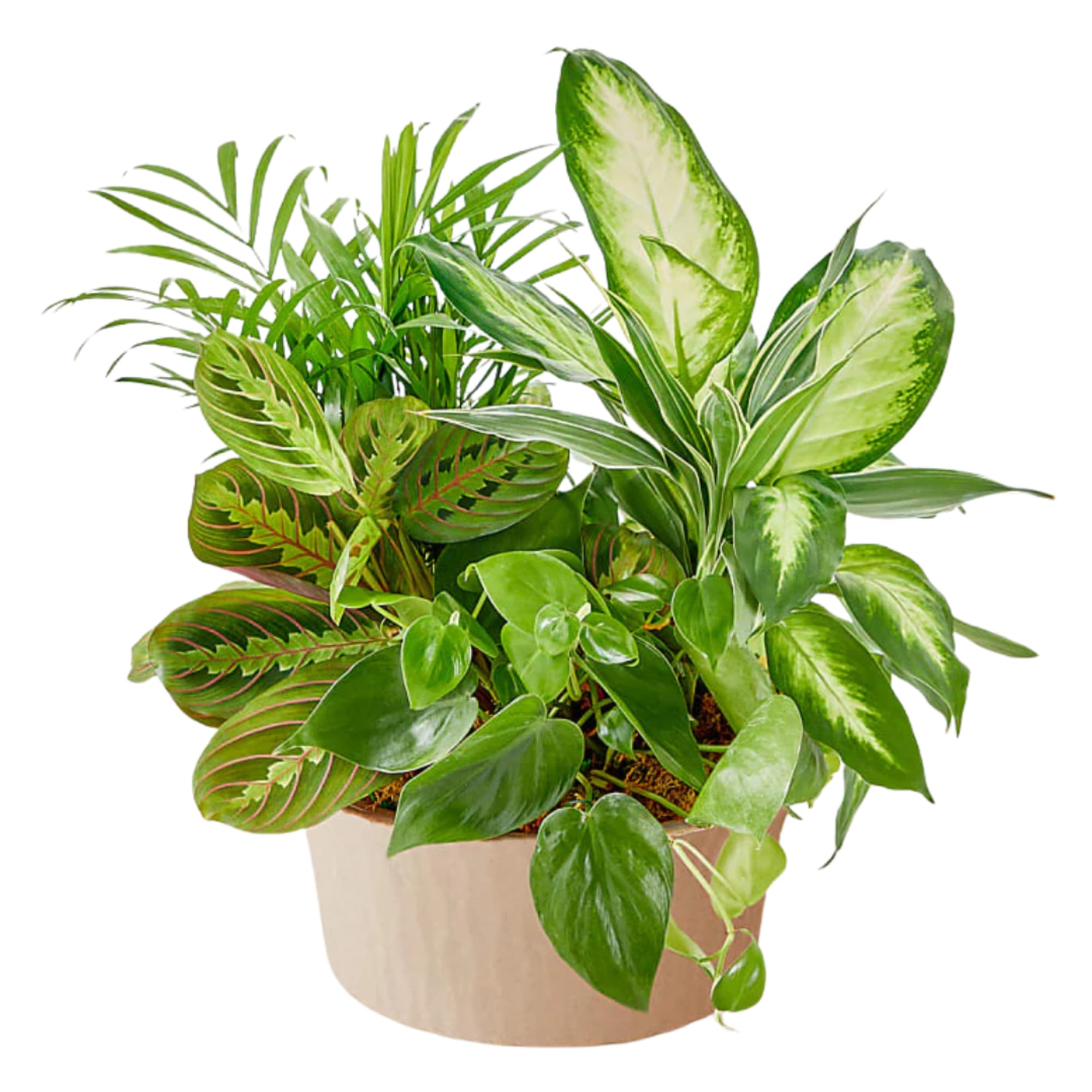 Assorted dish garden featuring a maranta prayer plant, palms, pothos, and dieffenbachia.