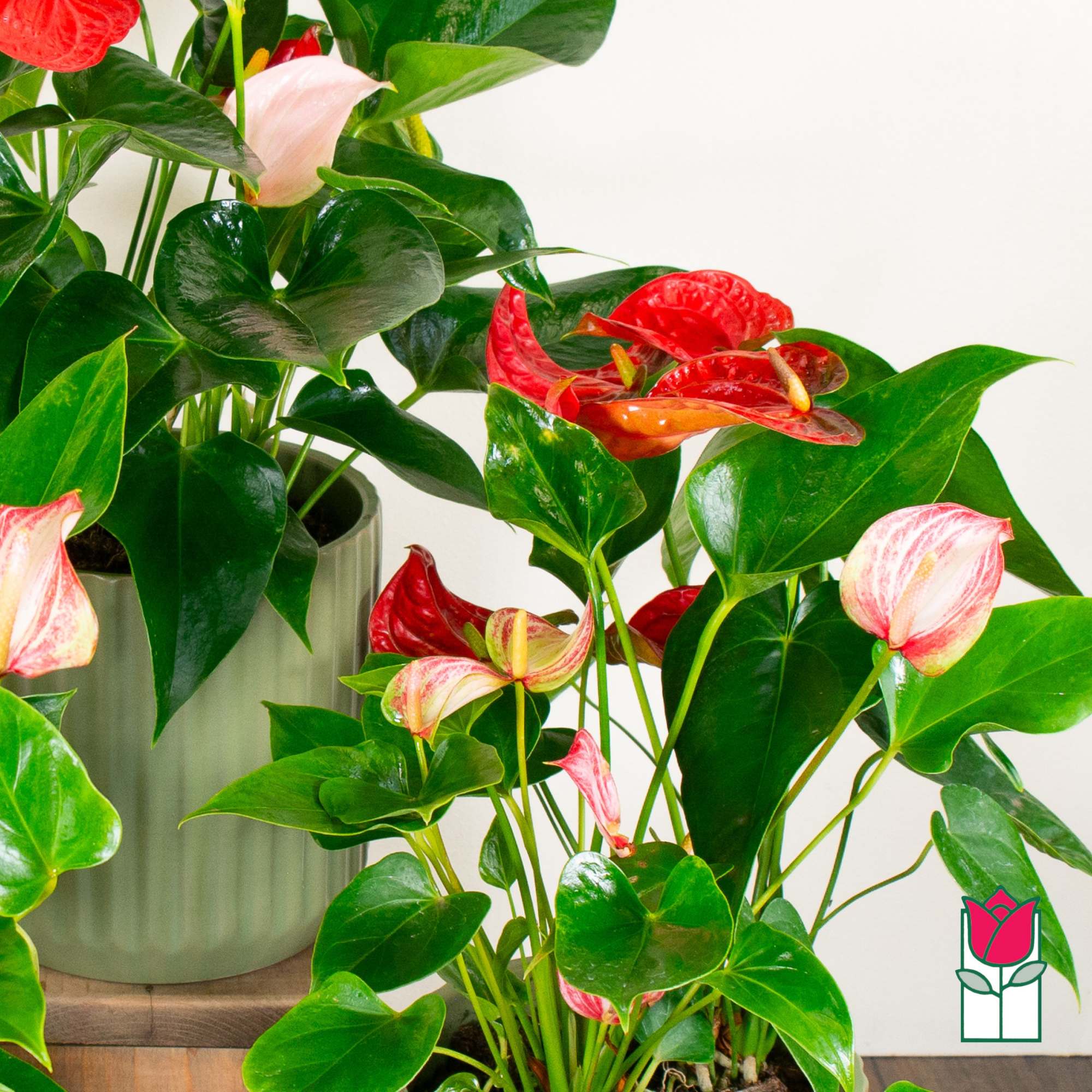 Discover the exciting Anthurium Plant selection at Beretania Florist &ndash; a captivating