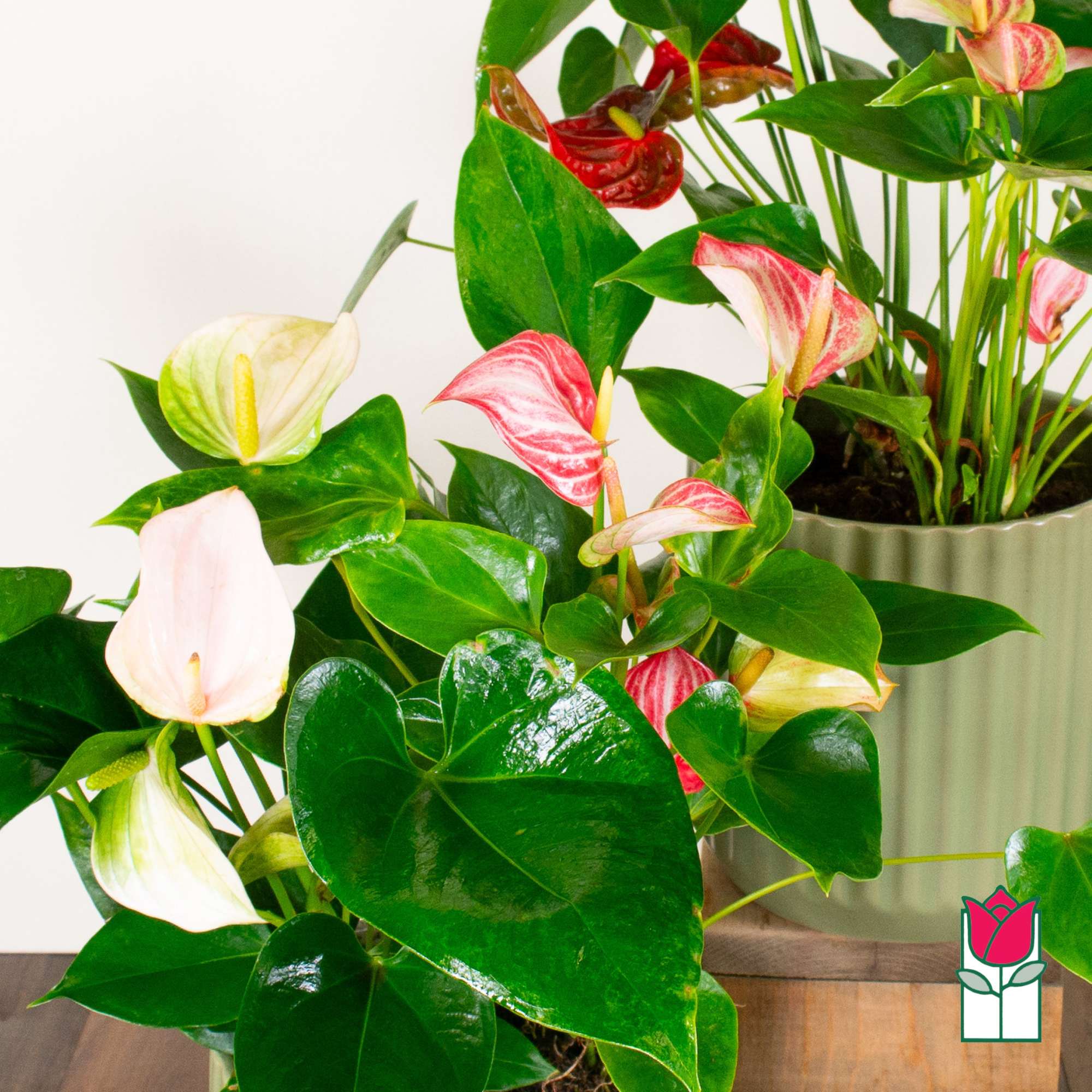 Discover the exciting Anthurium Plant selection at Beretania Florist &ndash; a captivating