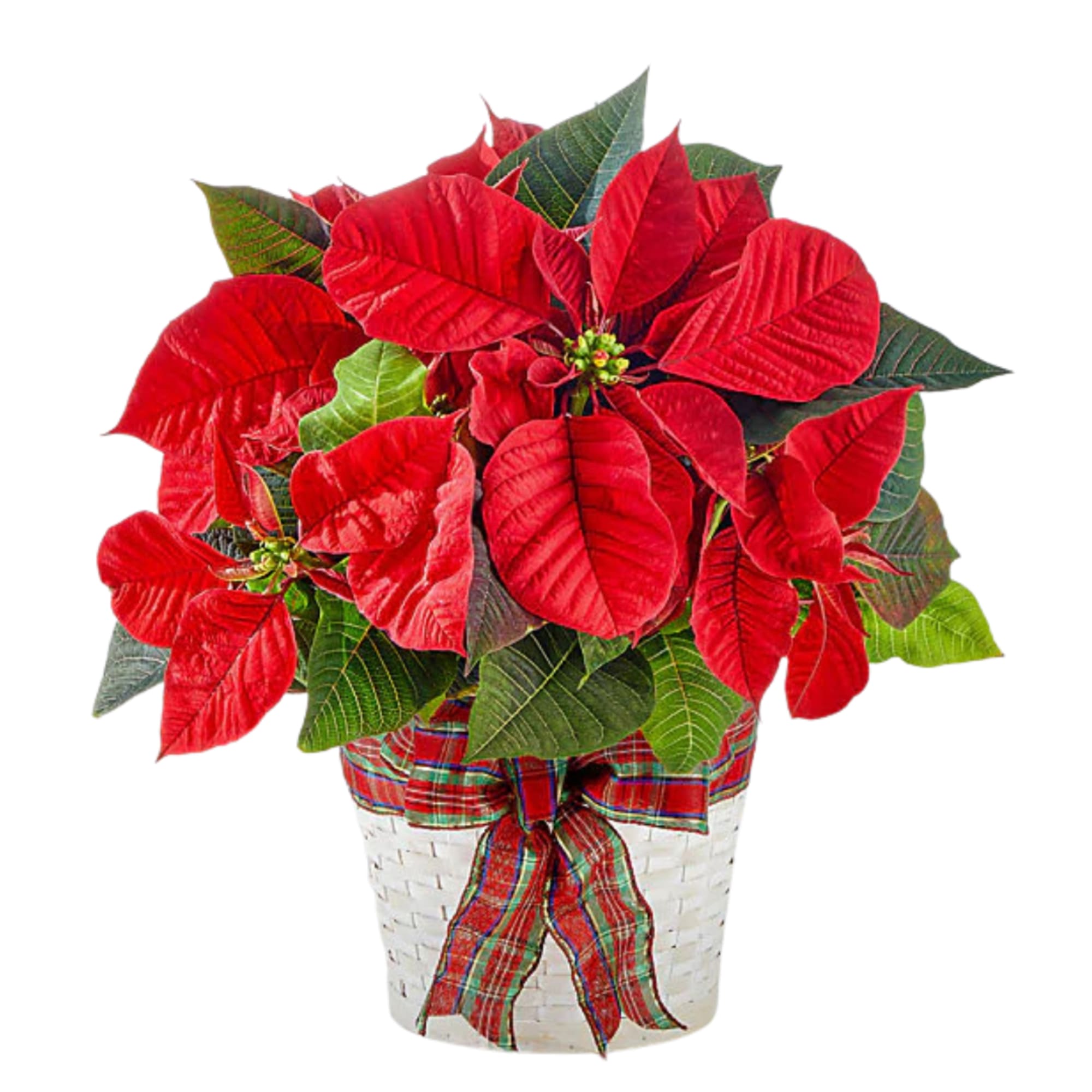 Celebrate the season with lush, vibrant poinsettias available in three beautiful options.
Standard: