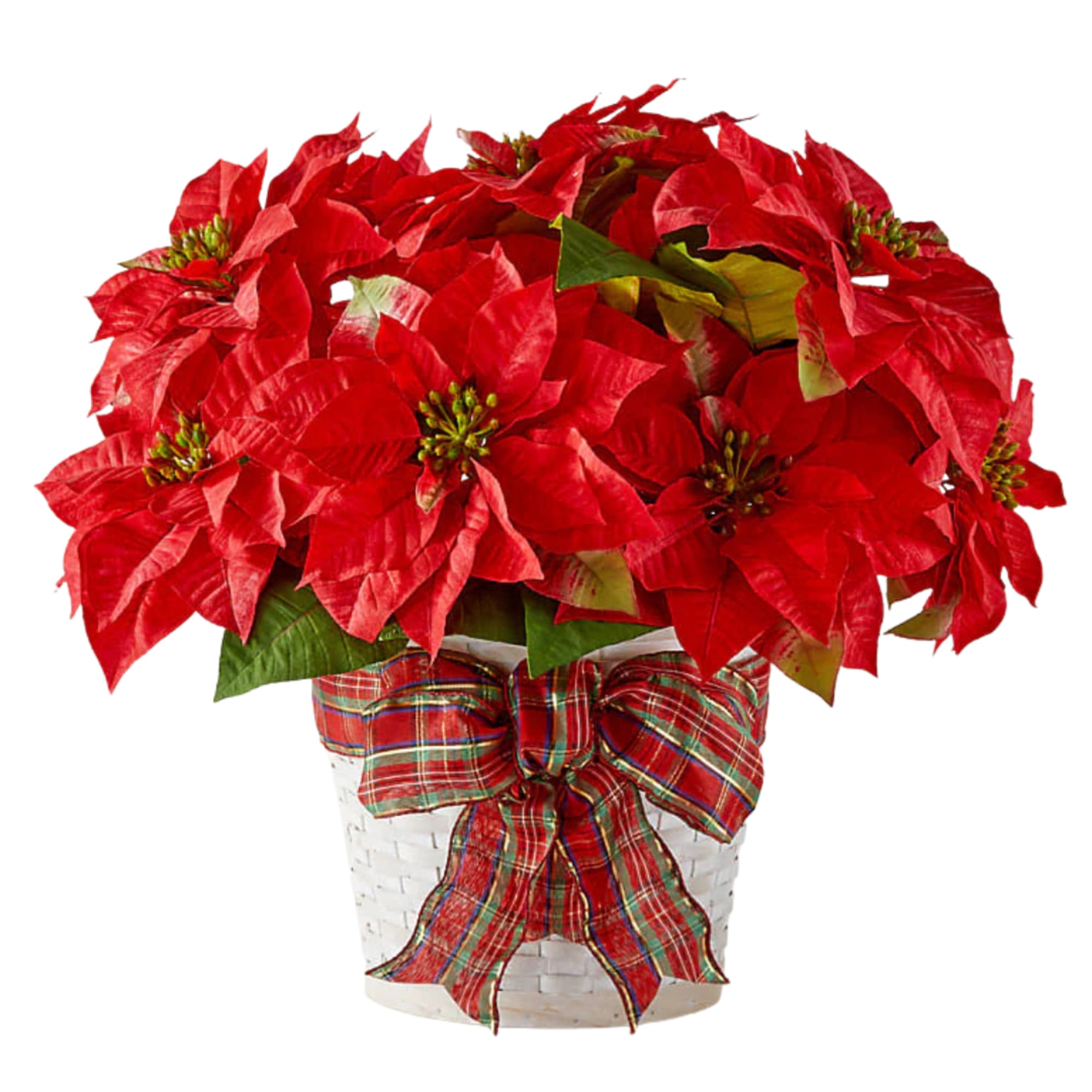 Celebrate the season with lush, vibrant poinsettias available in three beautiful options.
Standard: