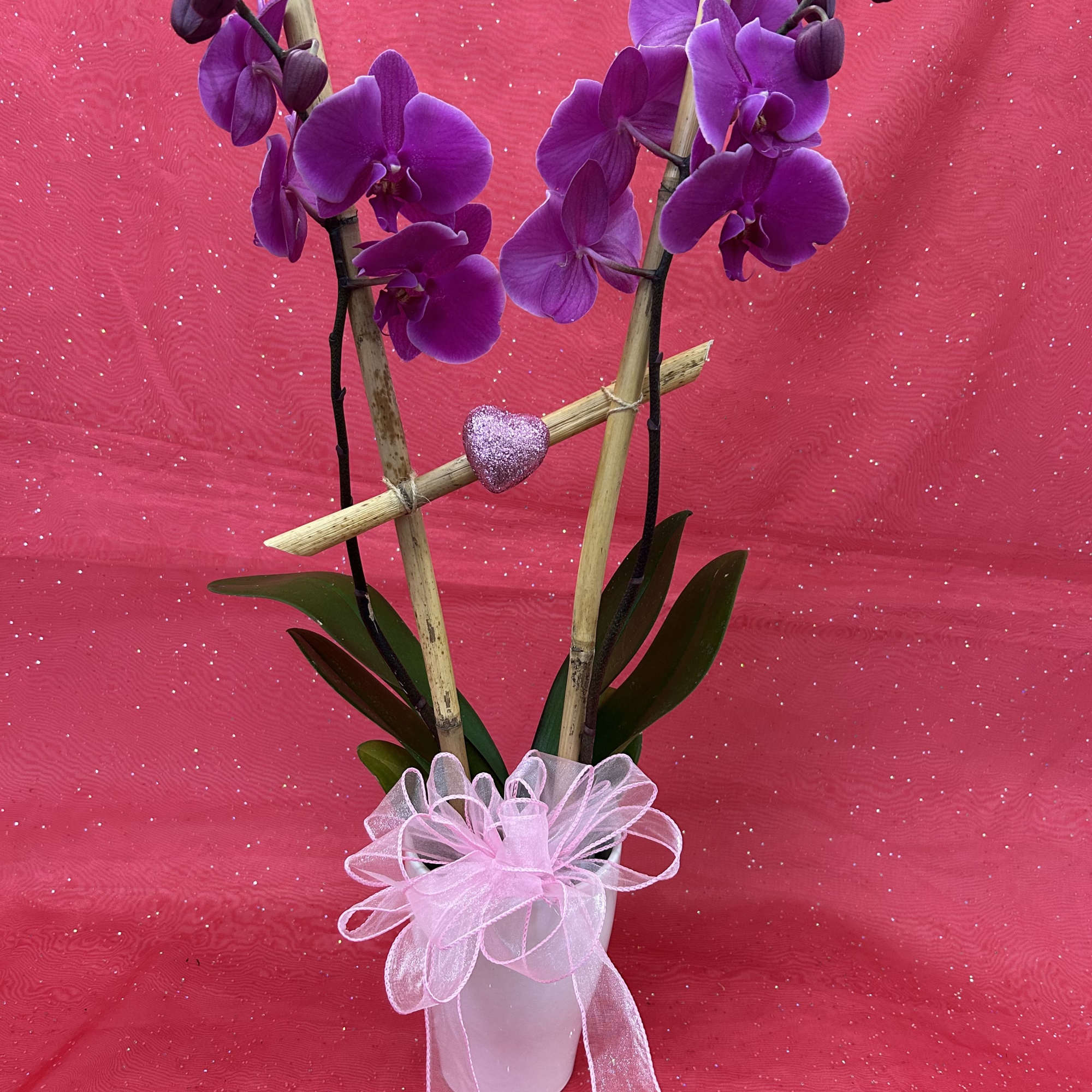 A double stem Phalaenopsis orchids in a white ceramic pot. A gift