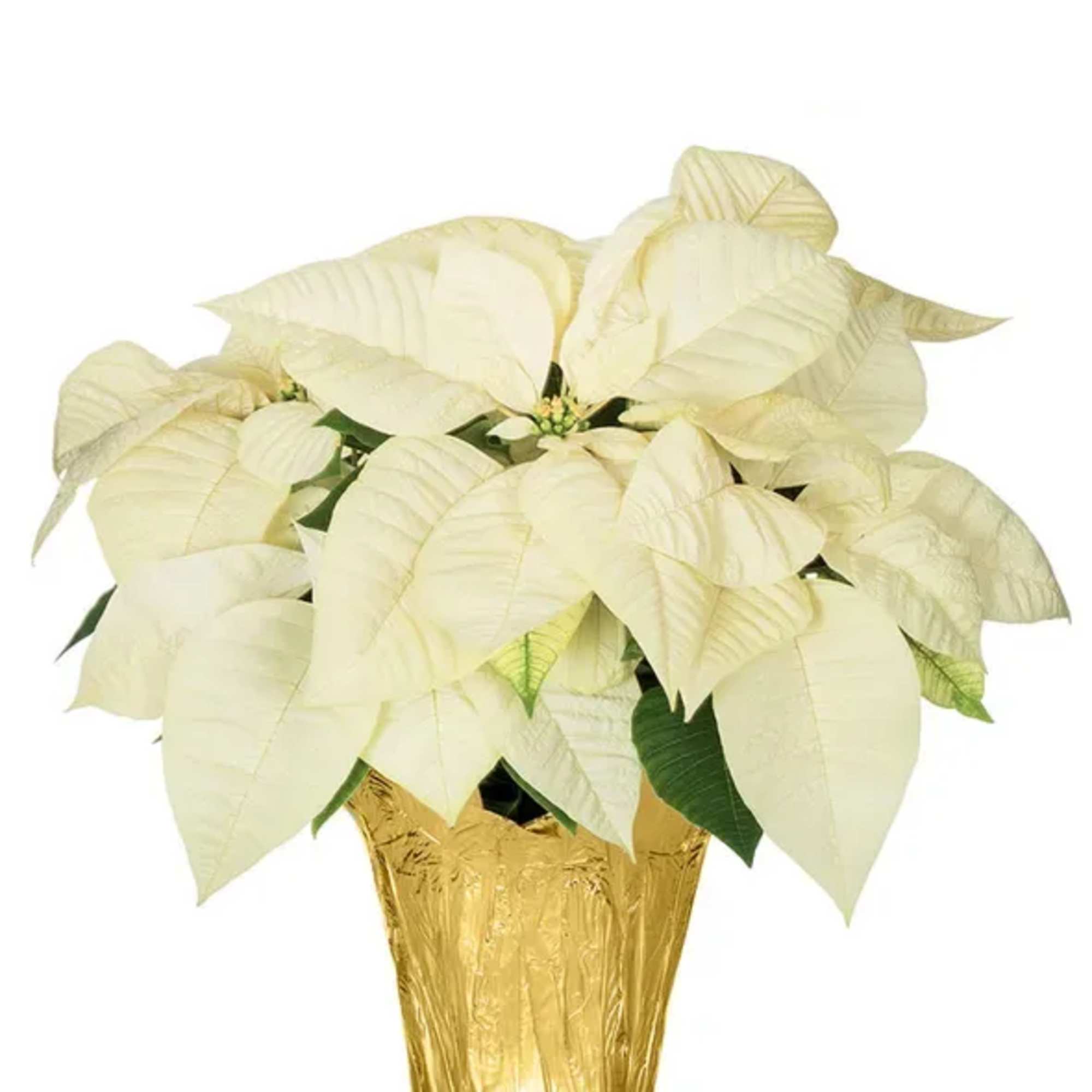 6in
$40 for single plant with speed cover with bow
$50 for single plant