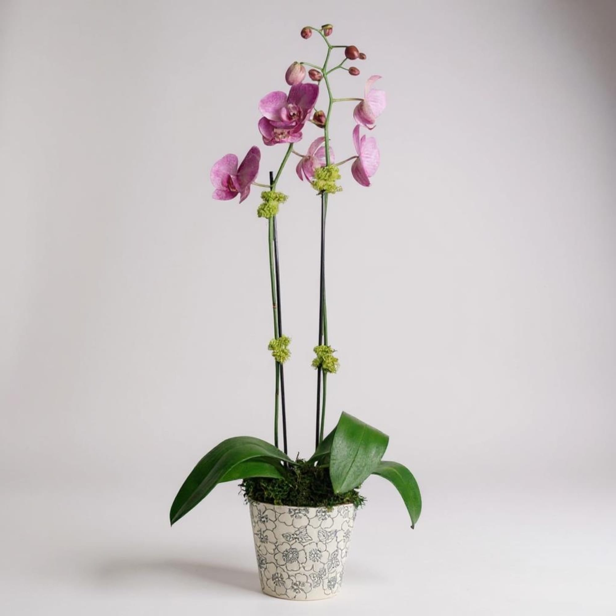 A beautiful and classic double stemmed purple orchid straight from the farm