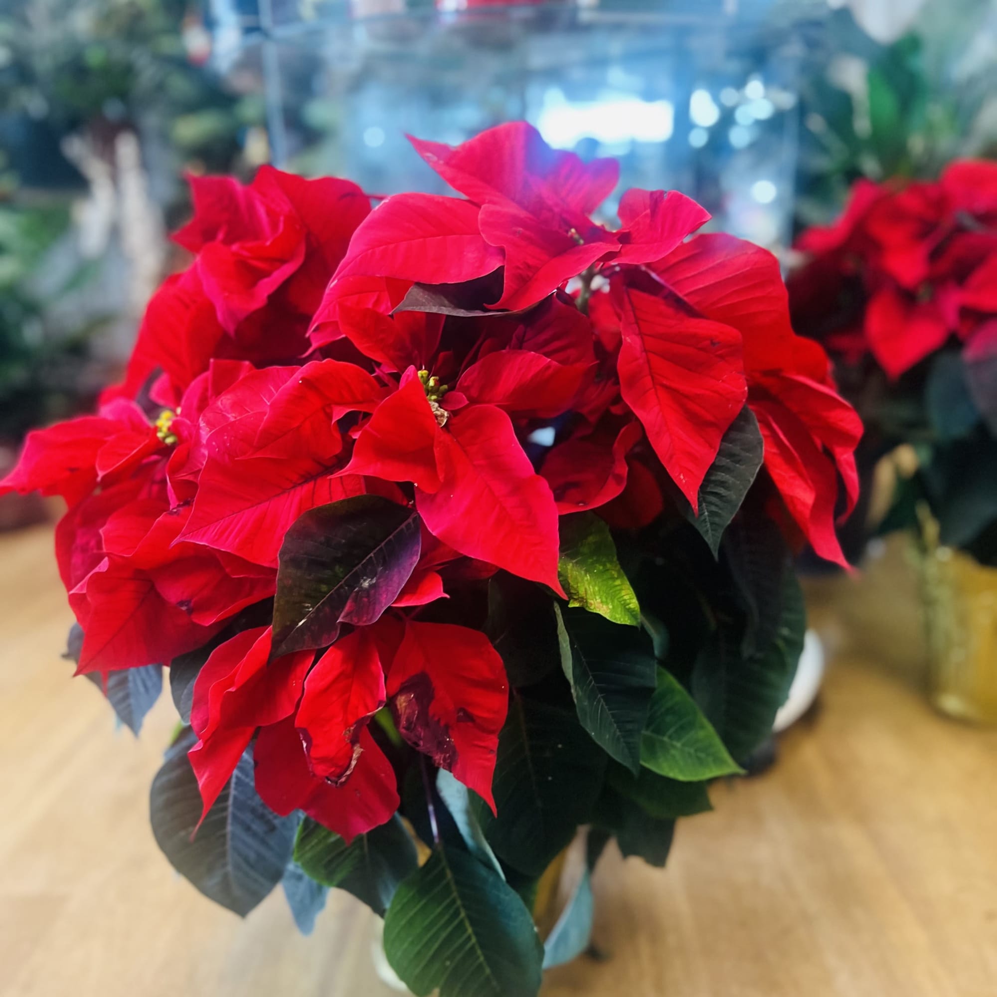 Traditional Red Poinsettias are classic holiday decorations 3 differentes sizes 6&quot;, 8&quot;