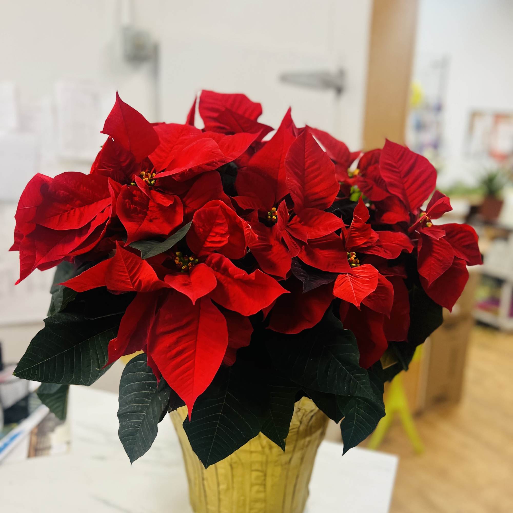 Traditional Red Poinsettias are classic holiday decorations 3 differentes sizes 6&quot;, 8&quot;