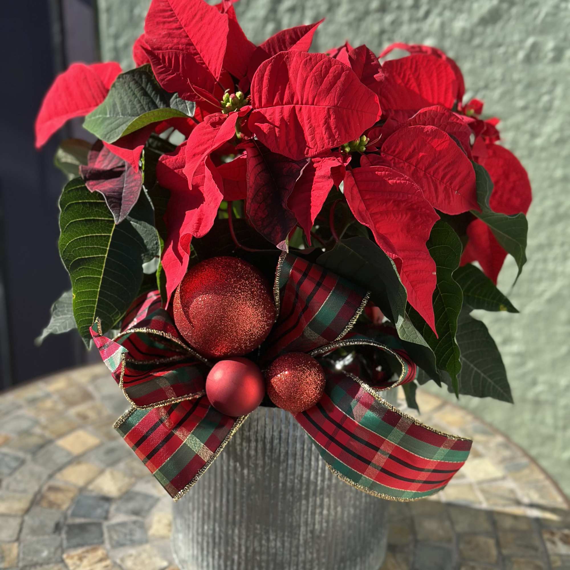 A festive classic with a cheerful twist, this vibrant poinsettia brings instant