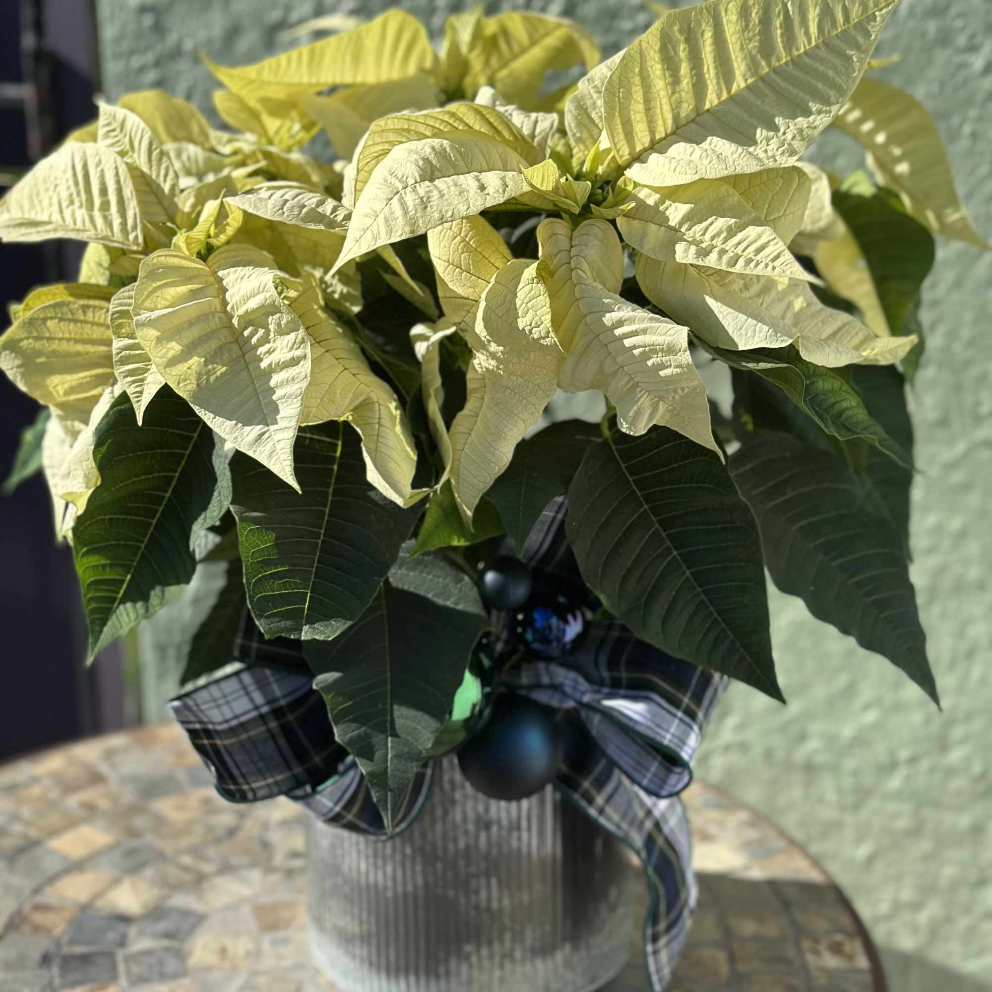 A festive classic with a cheerful twist, this vibrant poinsettia brings instant