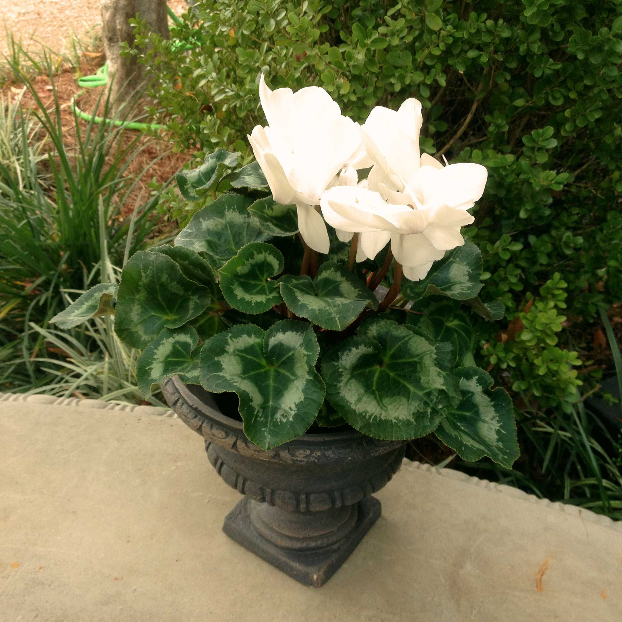 Beautiful and right on time for the season. Cyclamen blooming plants. kalanchoe