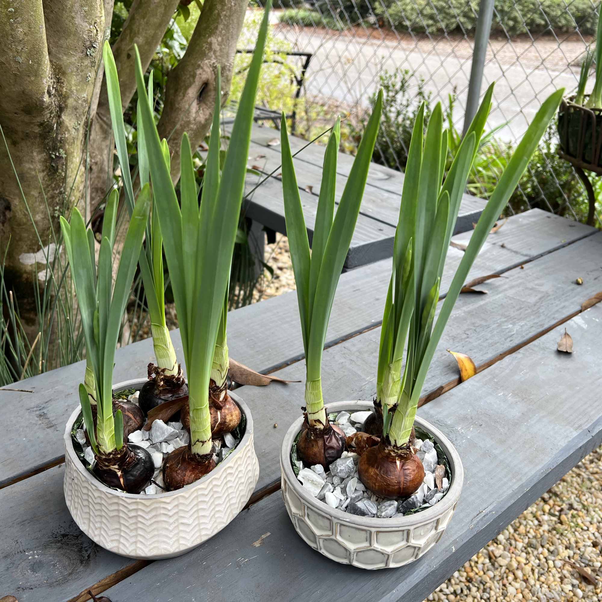 A Timeless Holiday Favorite
Brighten the season with our Holiday Paperwhites, a classic