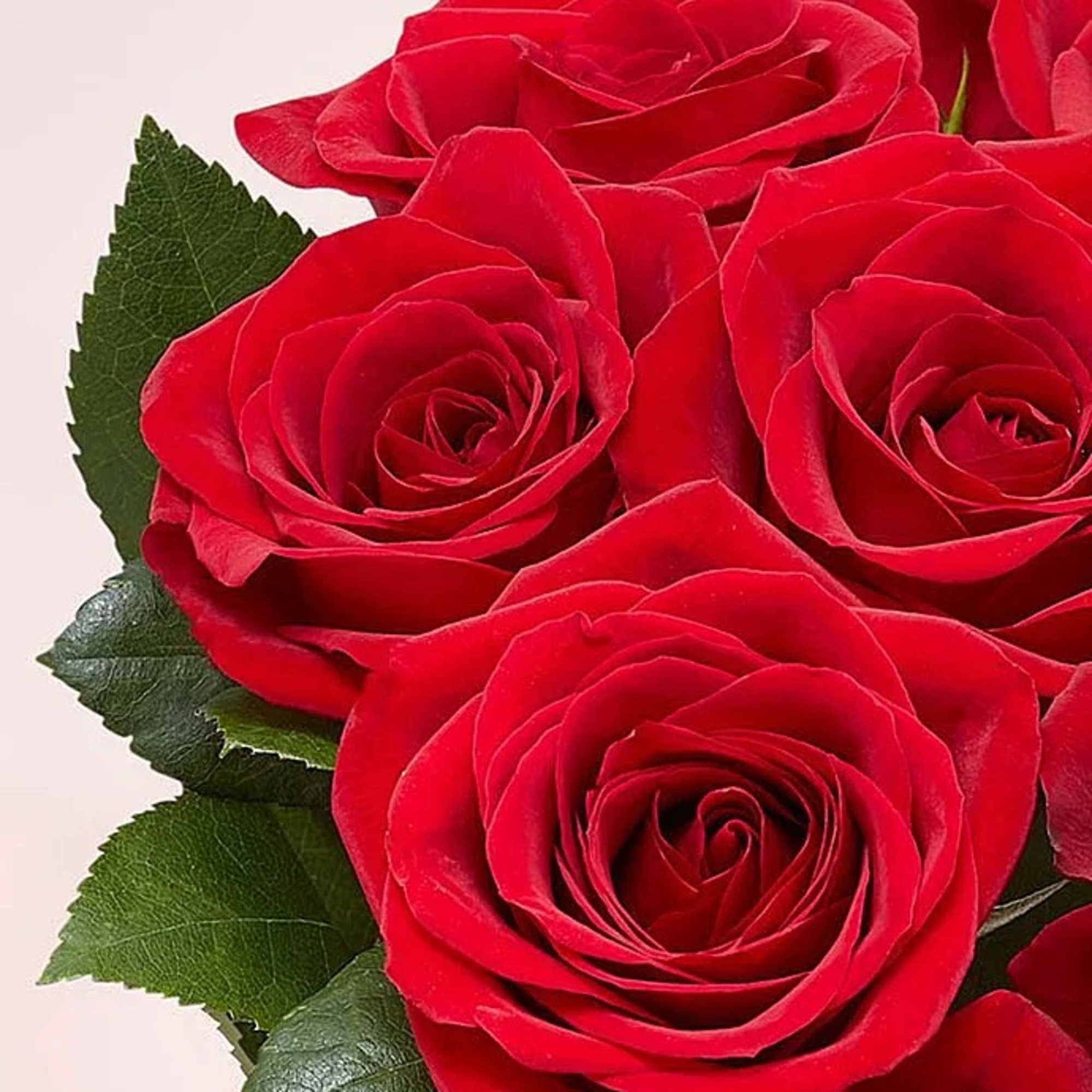 In the world of flowers, the red rose is an eternal symbol