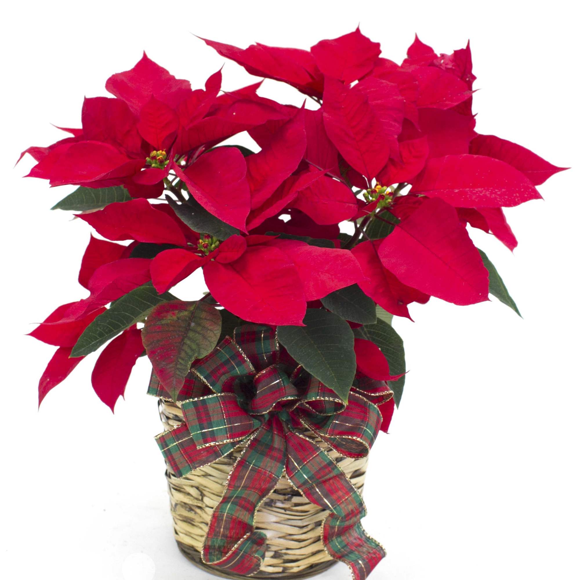 This beautiful poinsettia is delivered in a nice ceramic white pot and