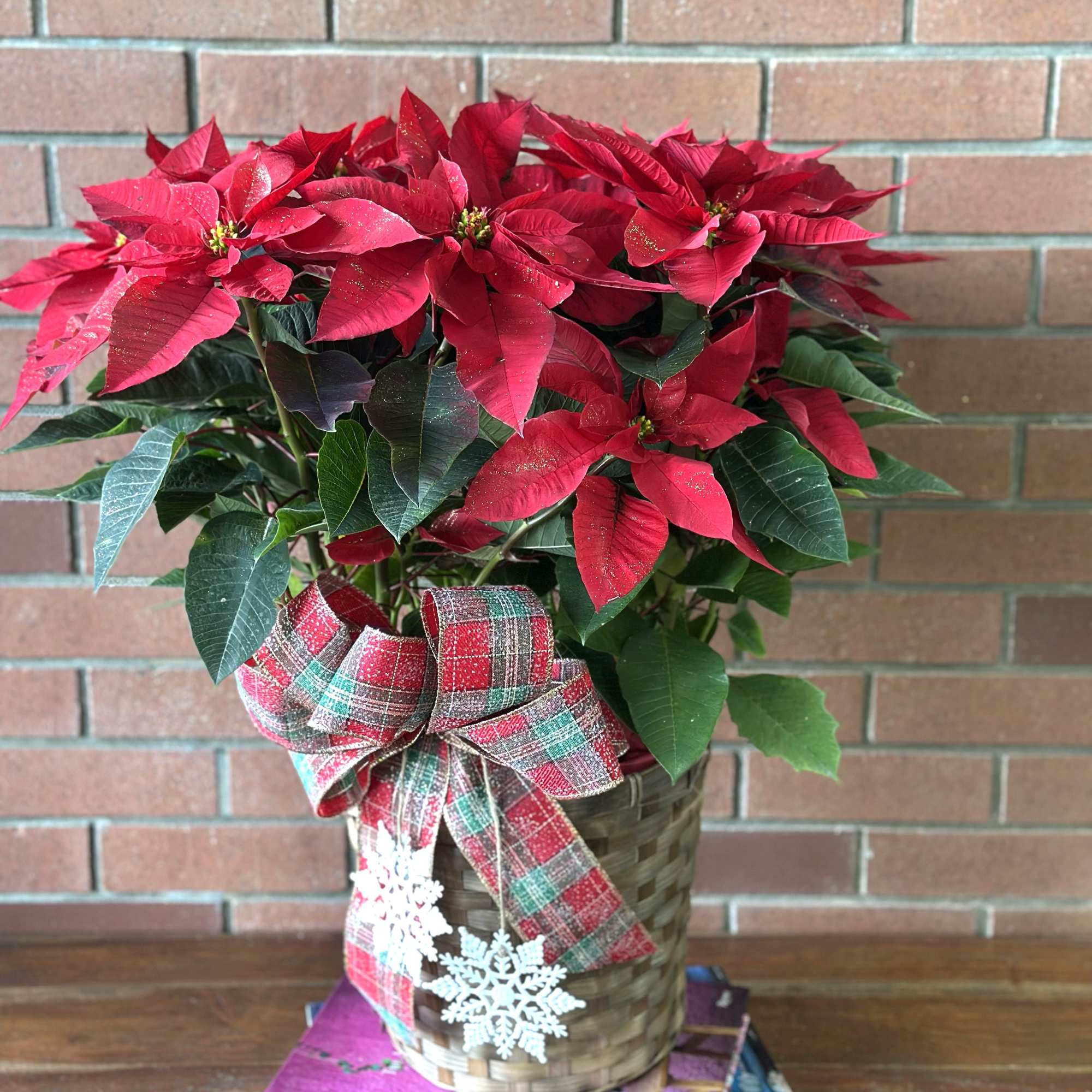 This beautiful poinsettia is delivered in a nice ceramic white pot and