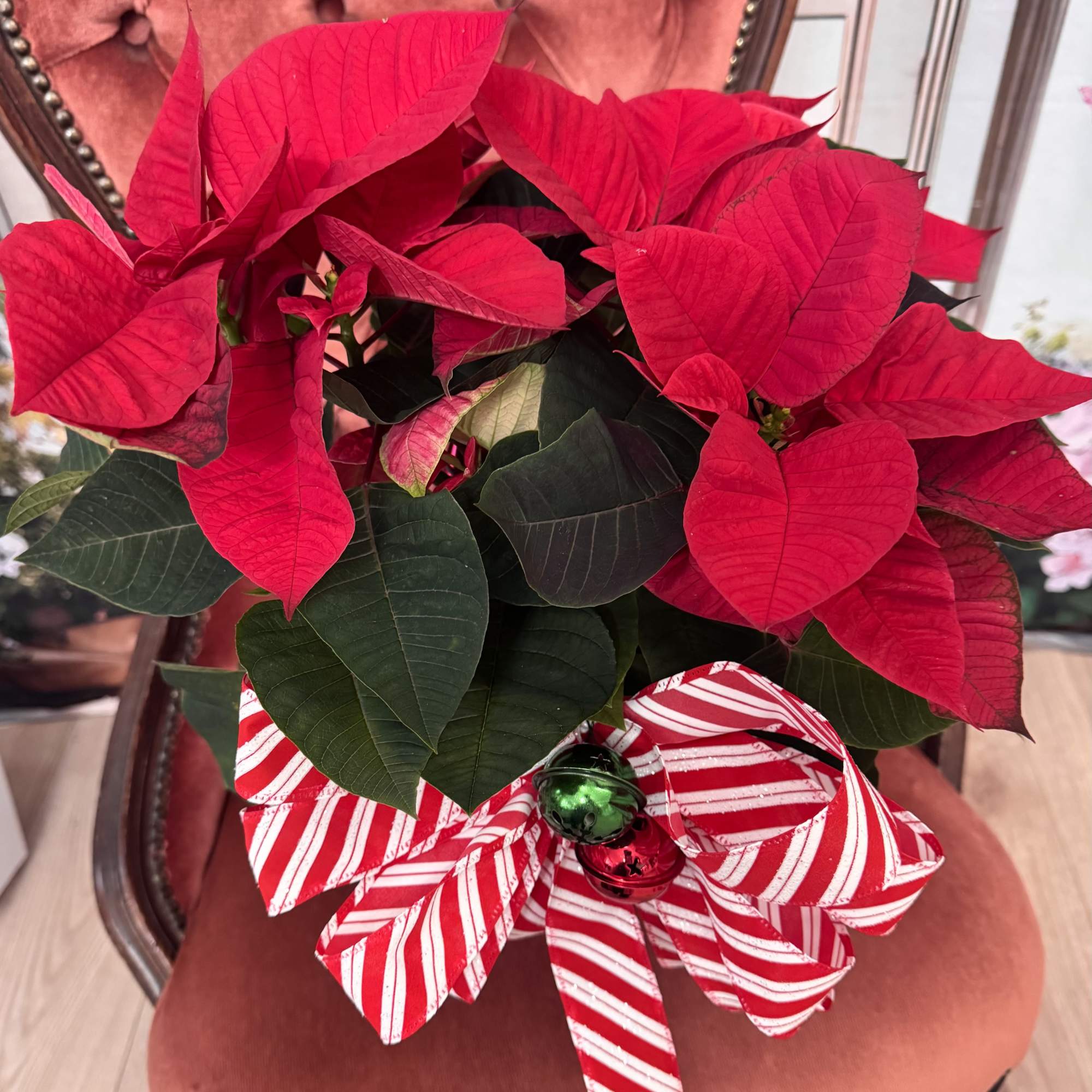 We can change the color of the bow to whatever color you