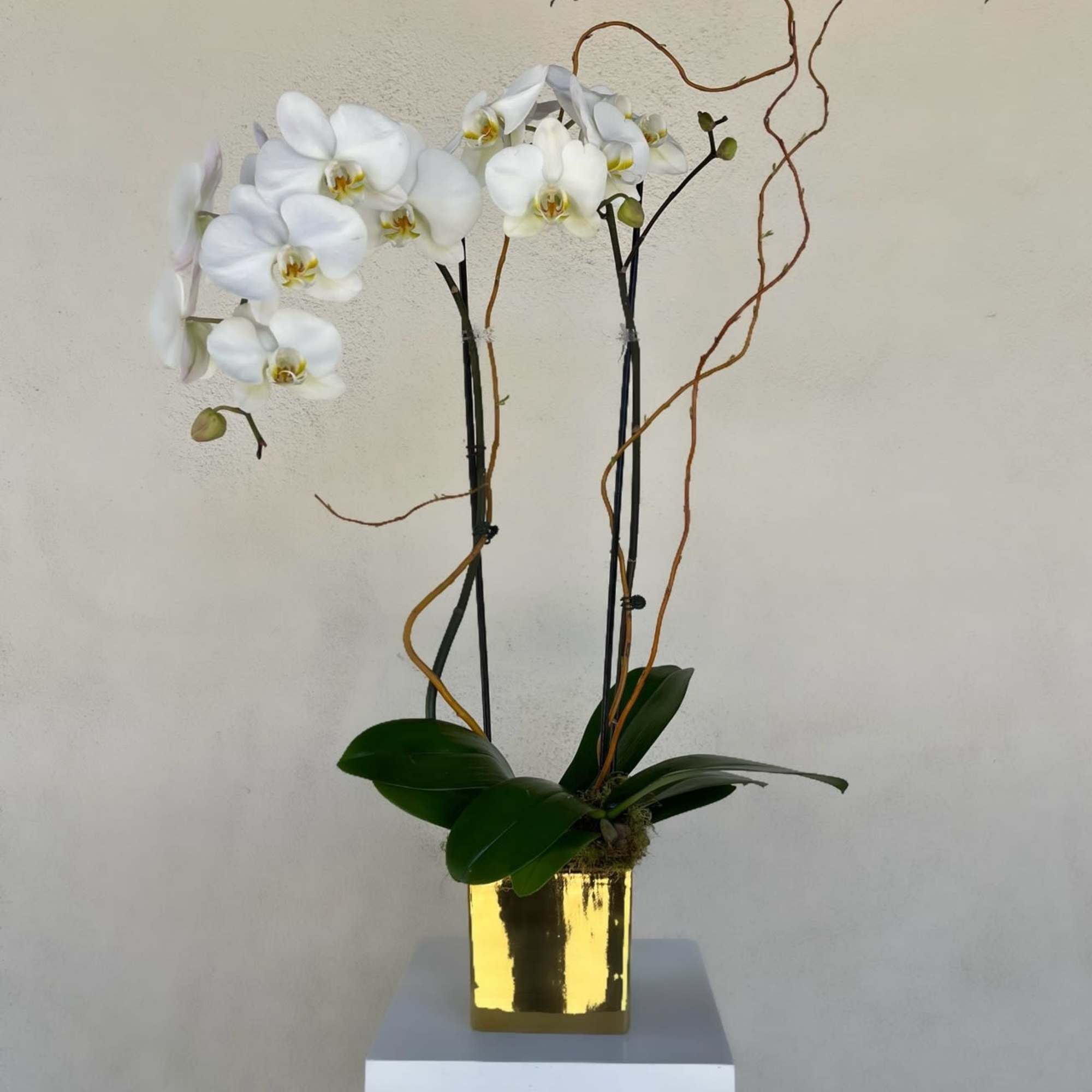Two stems of Phalaenopsis orchids in a silver or gold  pot.