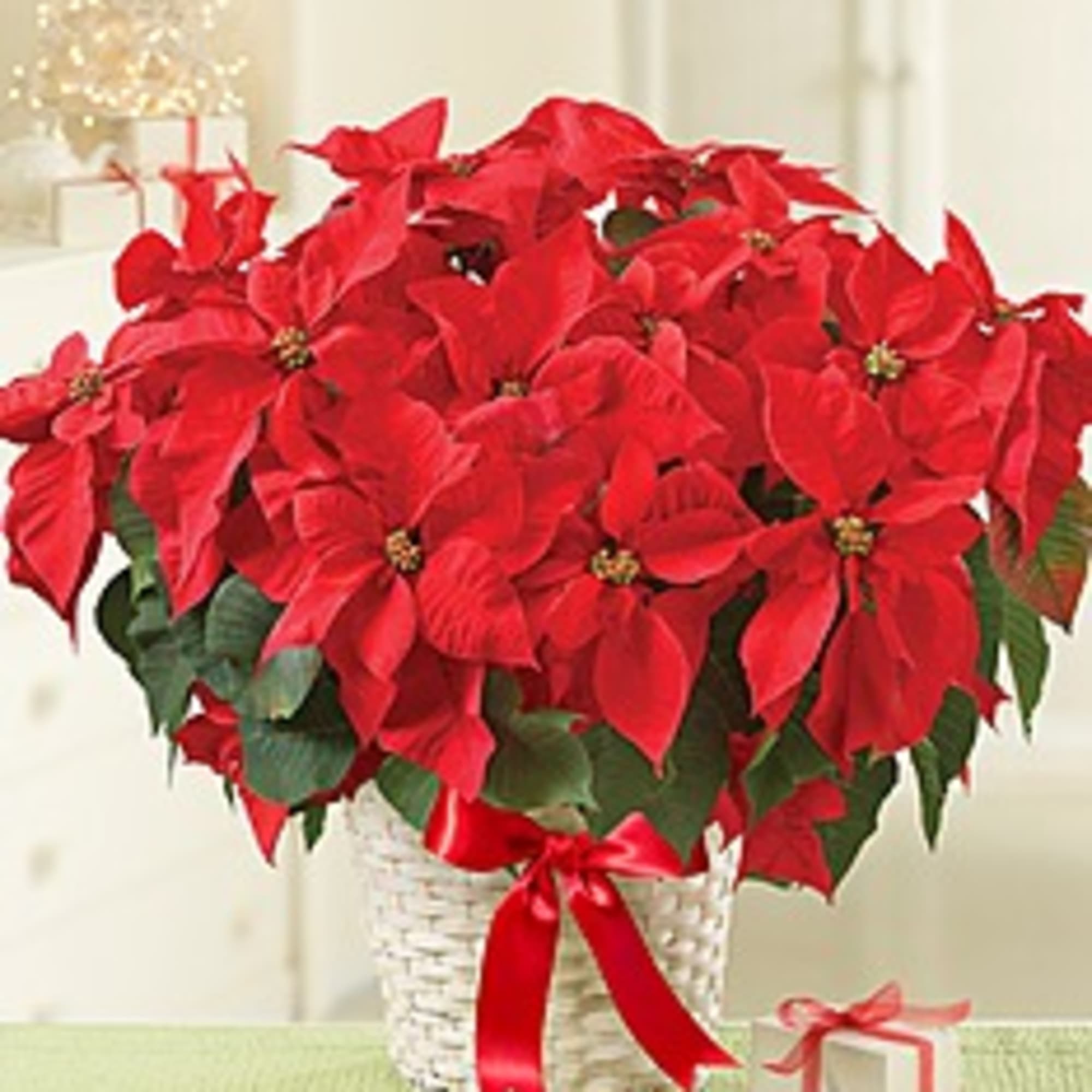 A classic, traditional holiday favorite, our premium poinsettia plant brings the beauty