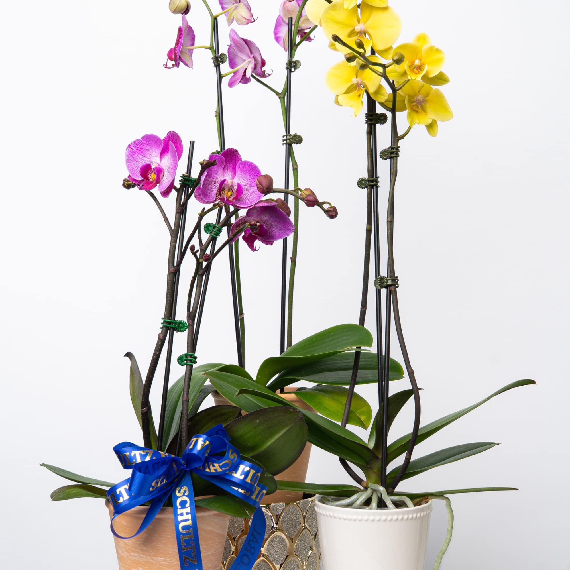 A beautiful and classic double stem orchid. Perfect for all occasions, bring
