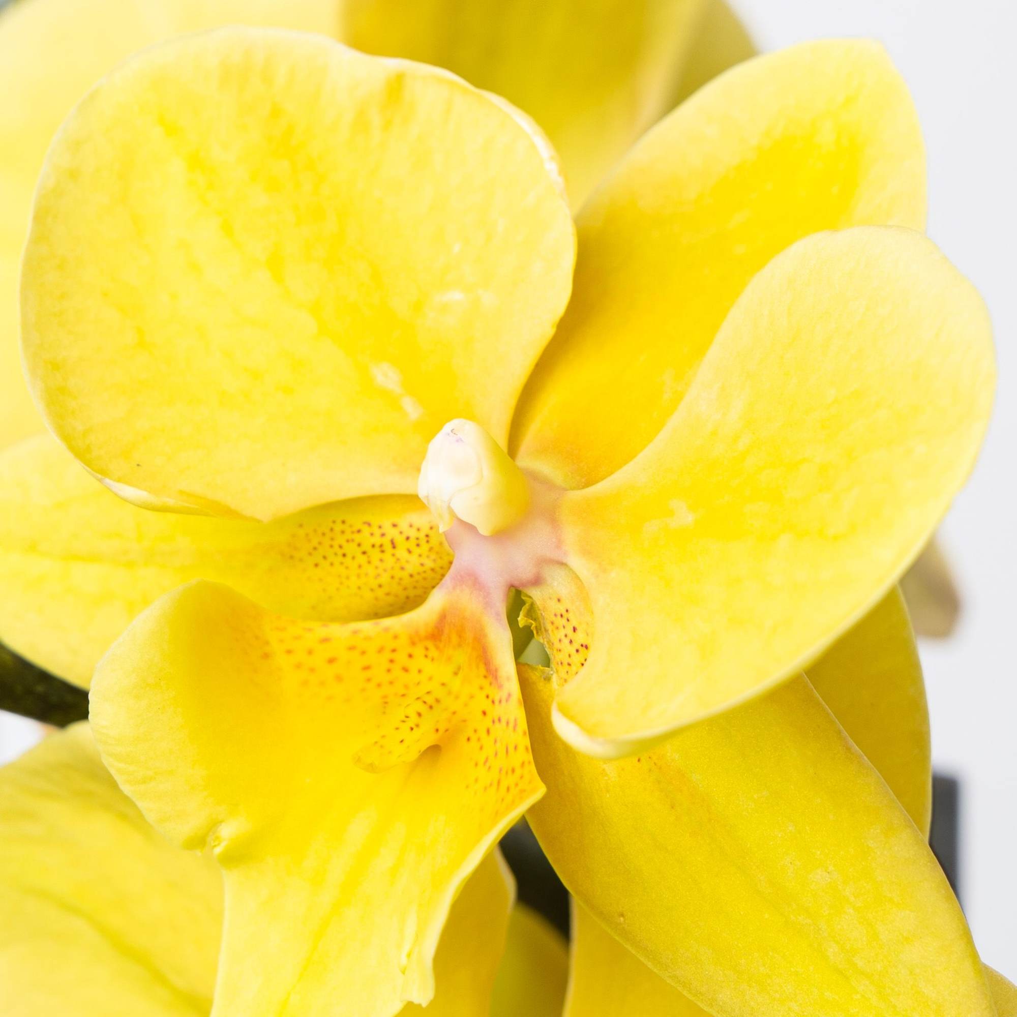 A beautiful and classic double stem orchid. Perfect for all occasions, bring