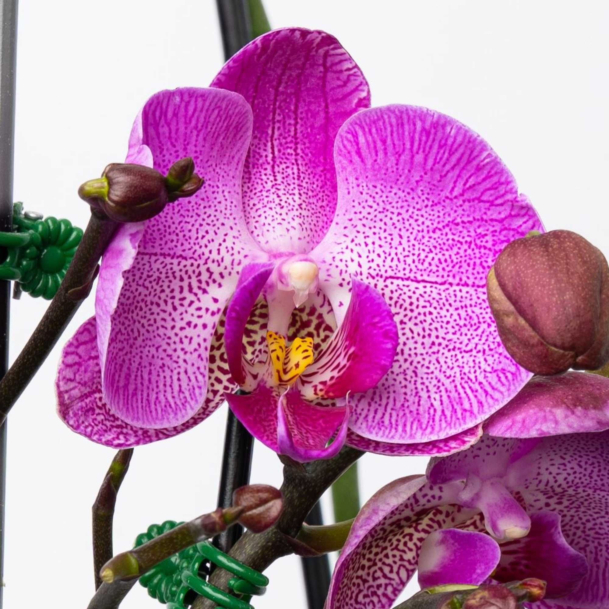 A beautiful and classic double stem orchid. Perfect for all occasions, bring