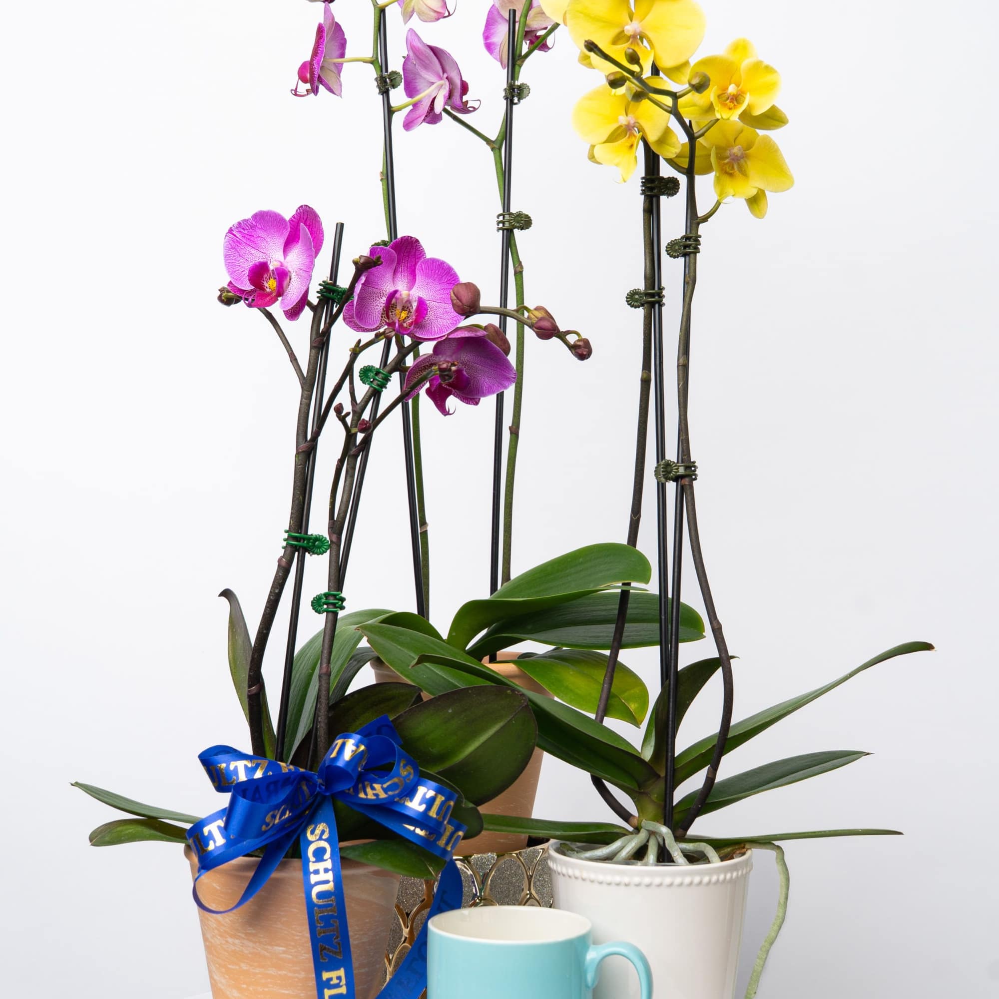A beautiful and classic double stem orchid. Perfect for all occasions, bring