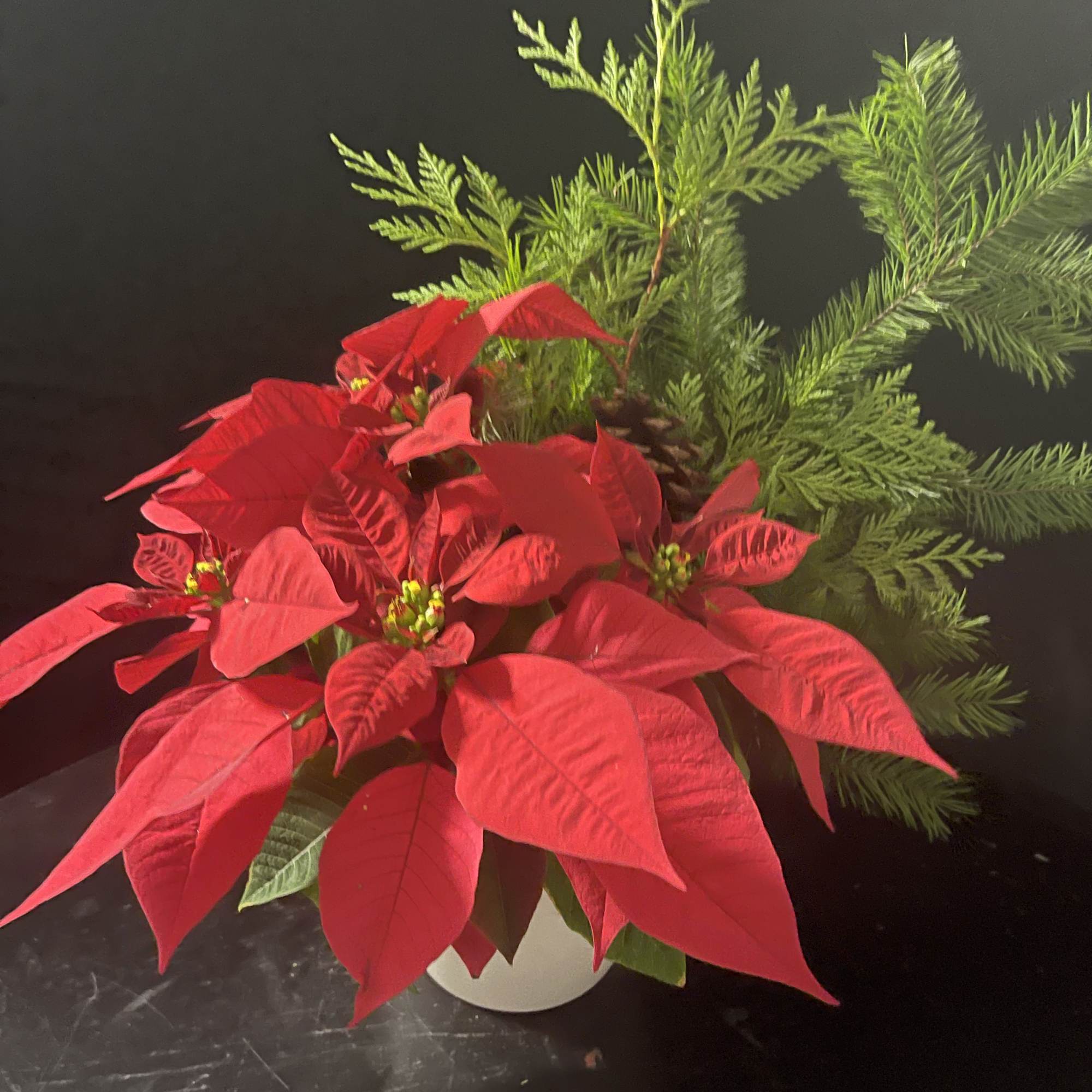 Christmas live plant in beautiful vessel with Christmas greens and pine cone.