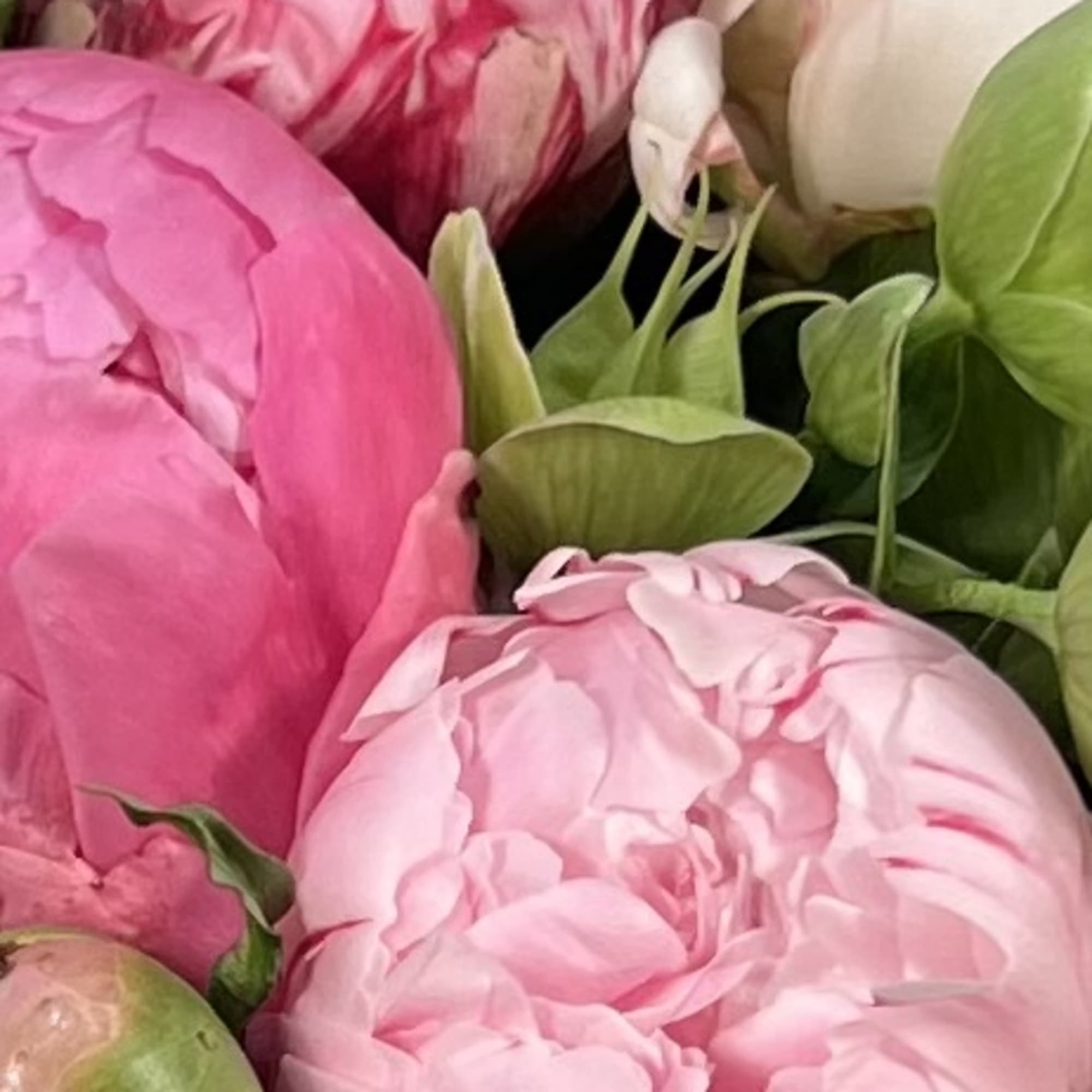 Experience the beauty of simplicity with our modern peonies bouquet, accented with