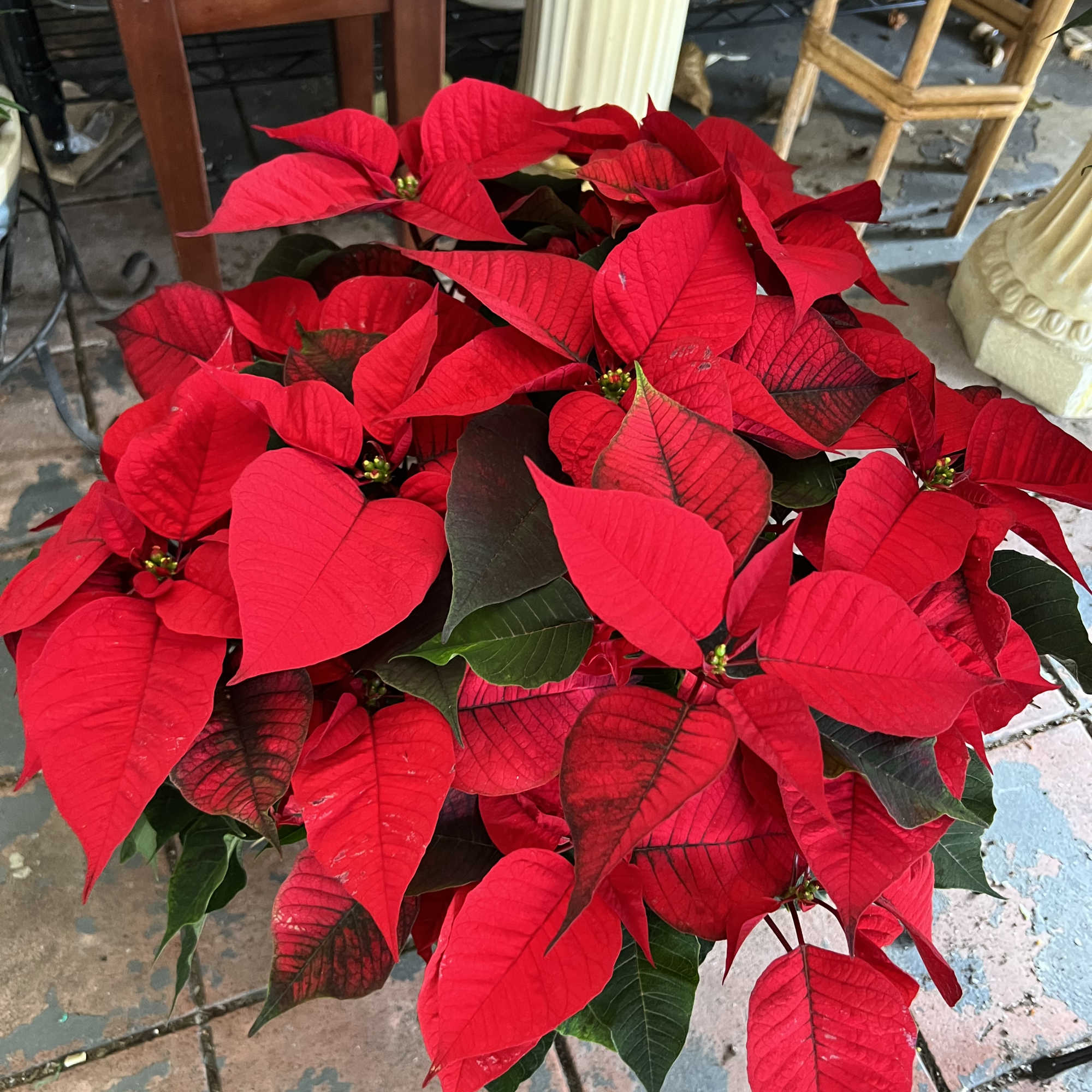 Nothing says Christmas like a big red poinsettia! A popular Christmas decoration