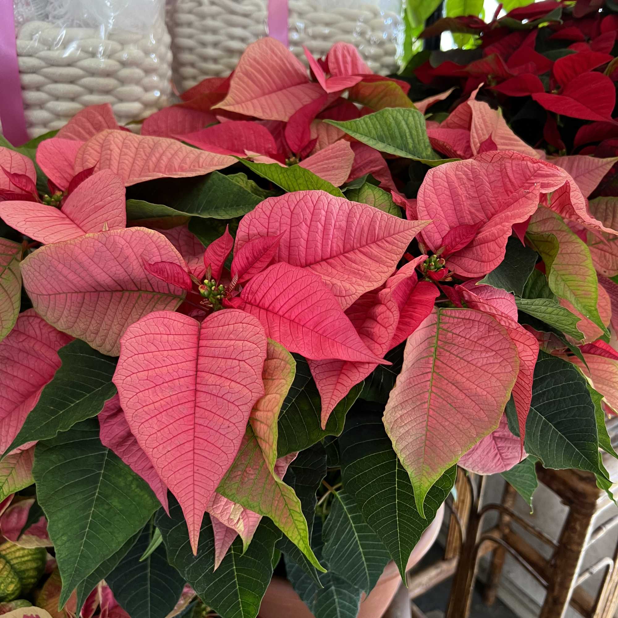 Nothing says Christmas like a big red poinsettia! A popular Christmas decoration