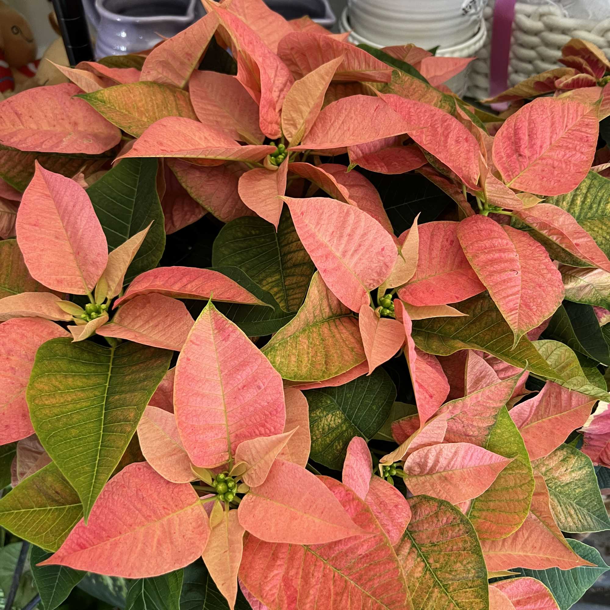 Nothing says Christmas like a big red poinsettia! A popular Christmas decoration