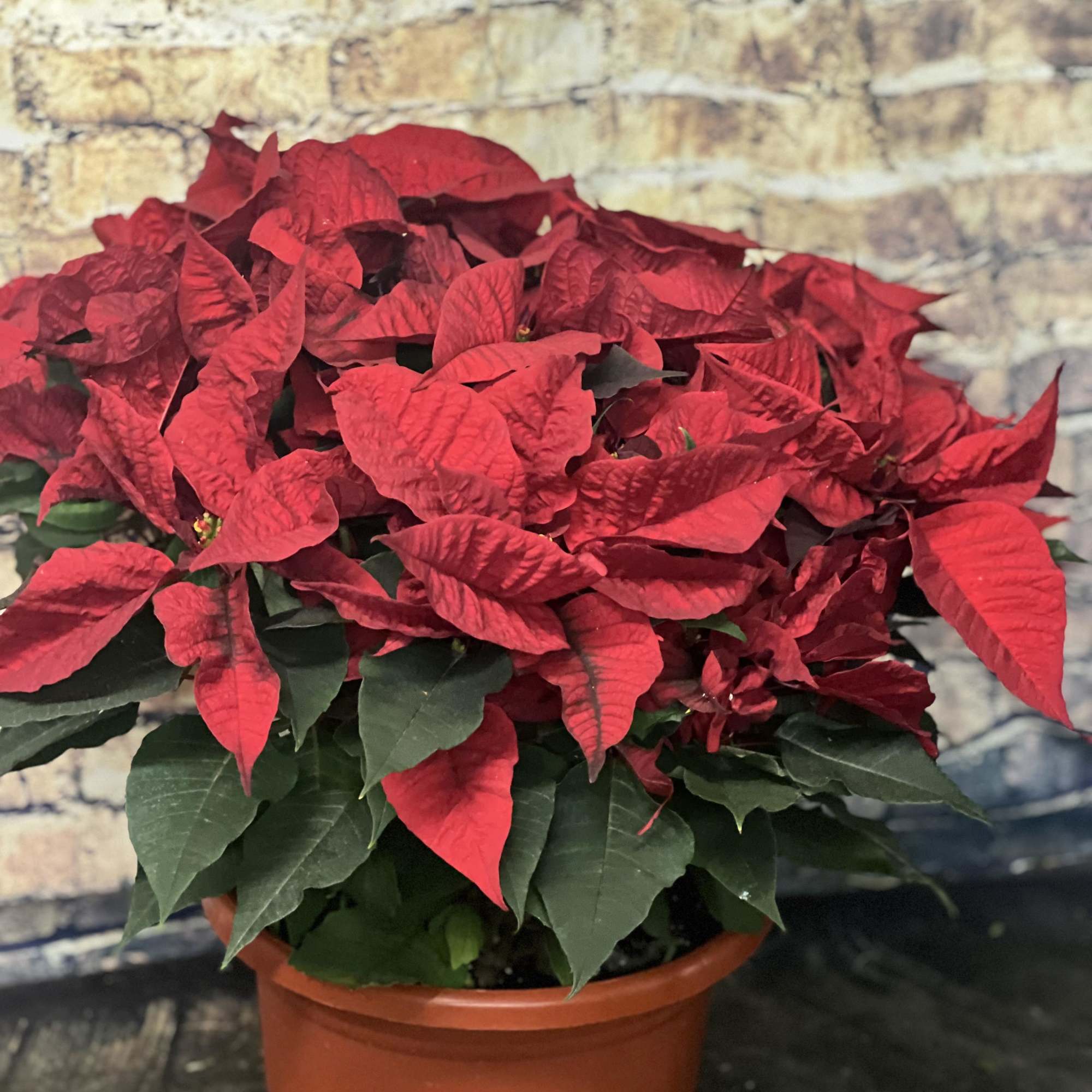 Nothing says Christmas like a big red poinsettia! A popular Christmas decoration