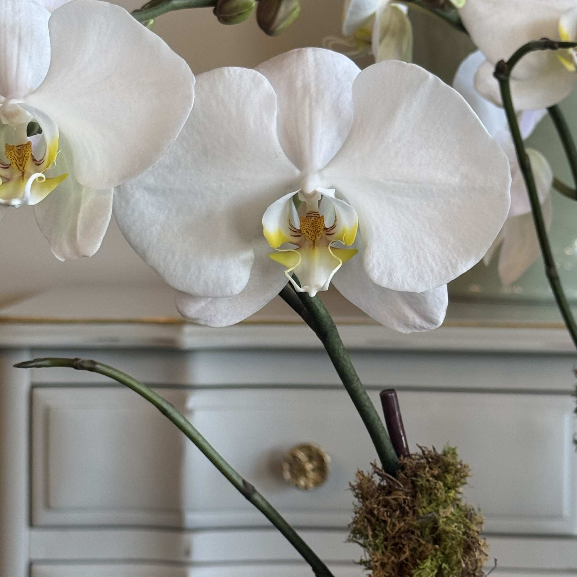 A breathtaking display of elegance, Spectacularly White features four tall, pristine white