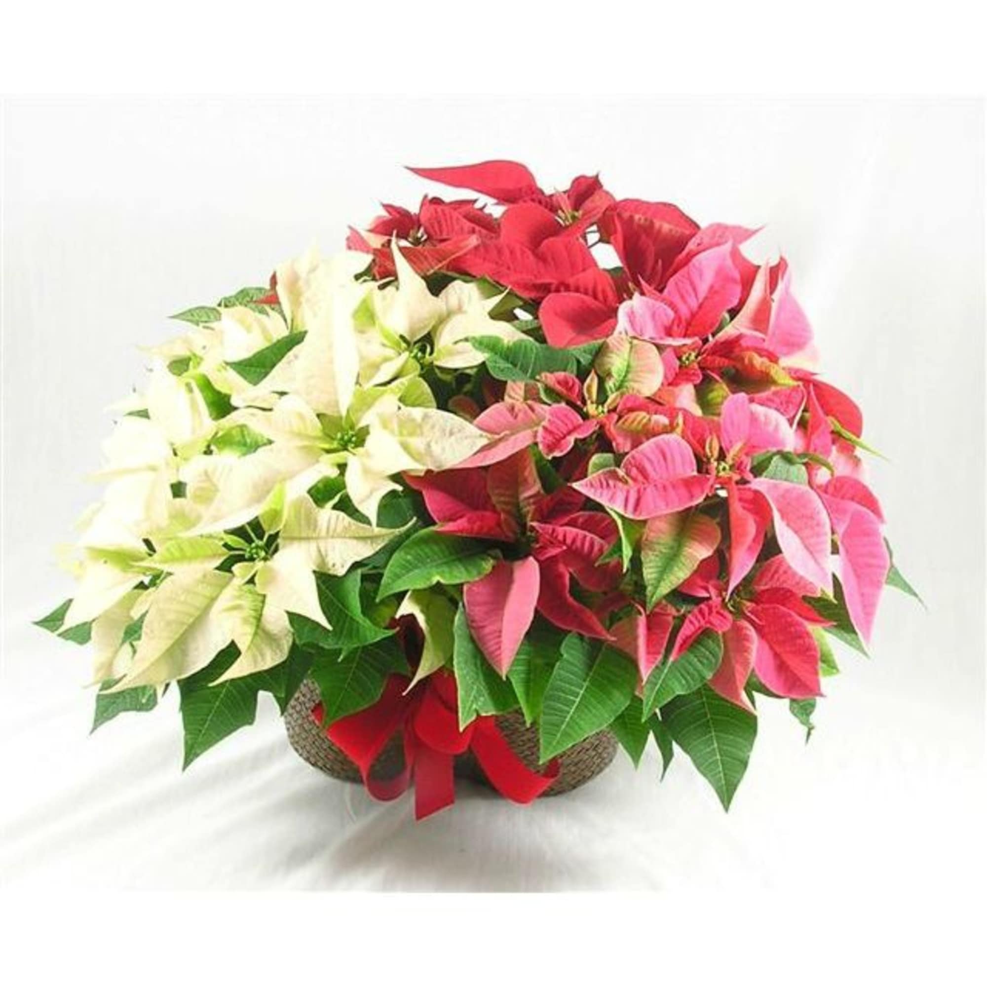 Add festive charm to any space with our 10&quot; Poinsettia Basket, featuring