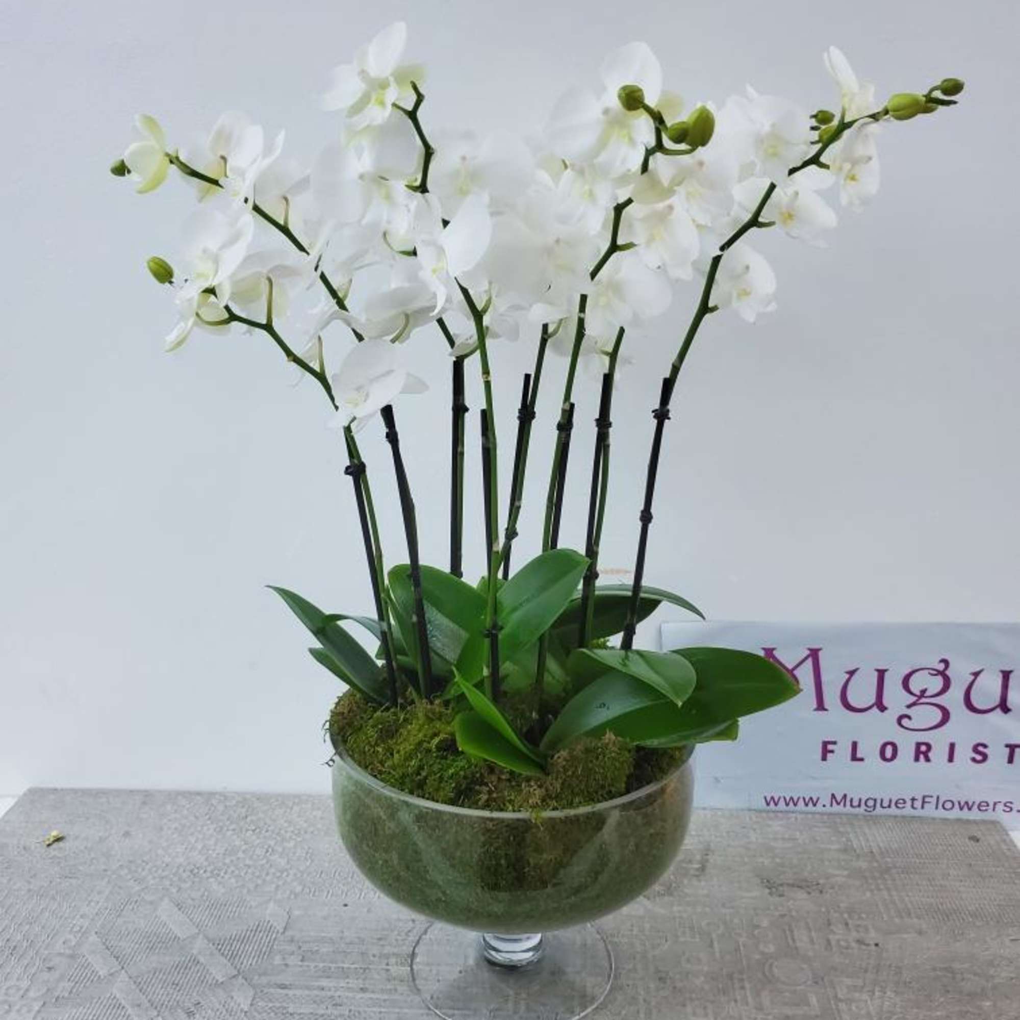 The Martini Glass Cymbidium Mini Orchids arrangement is a striking and sophisticated