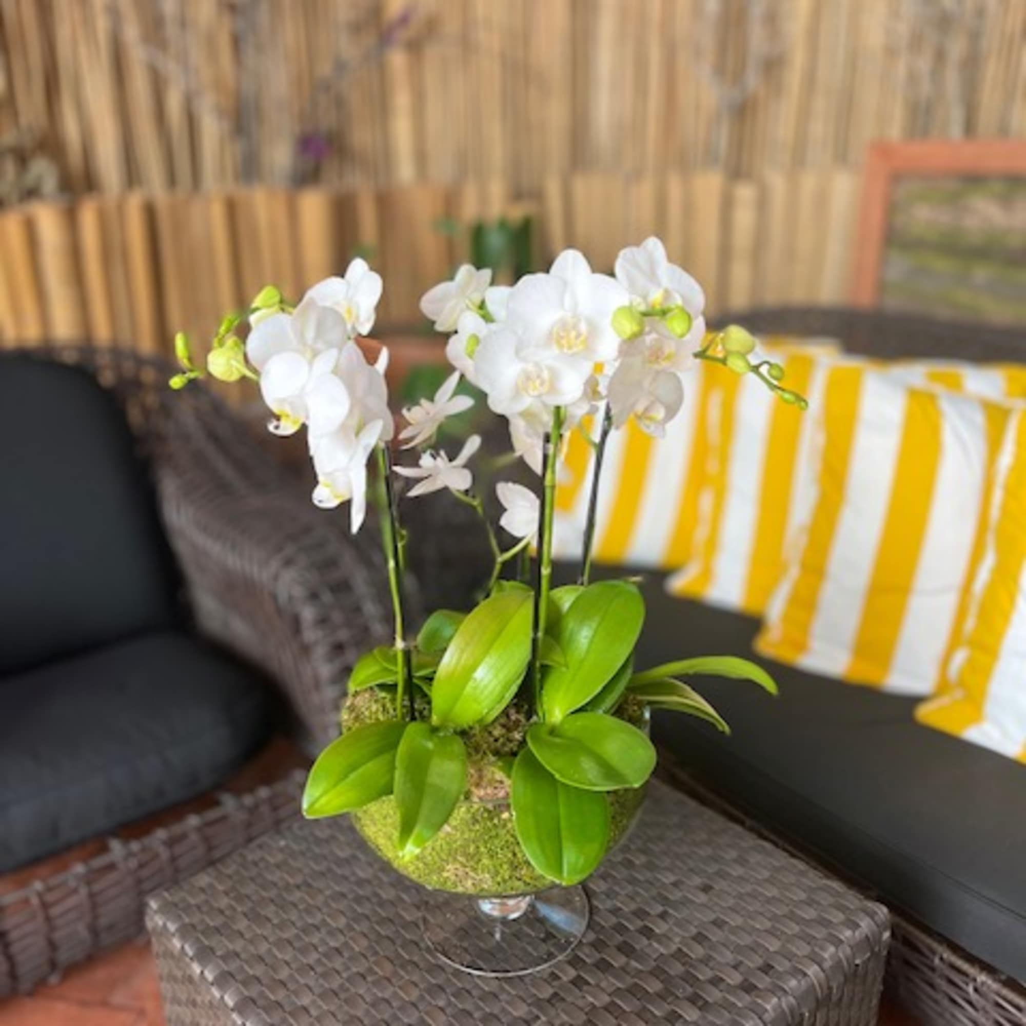 The Martini Glass Cymbidium Mini Orchids arrangement is a striking and sophisticated