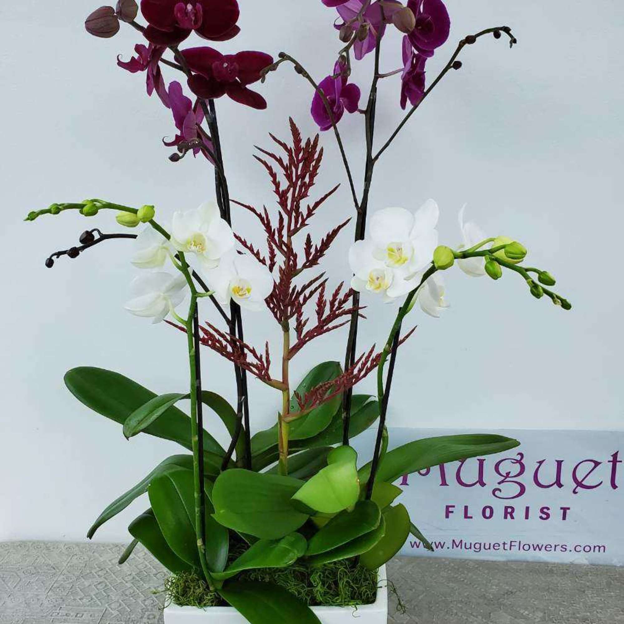 The Phalaenopsis Orchids Arrangement in shades of regal purple and pristine white