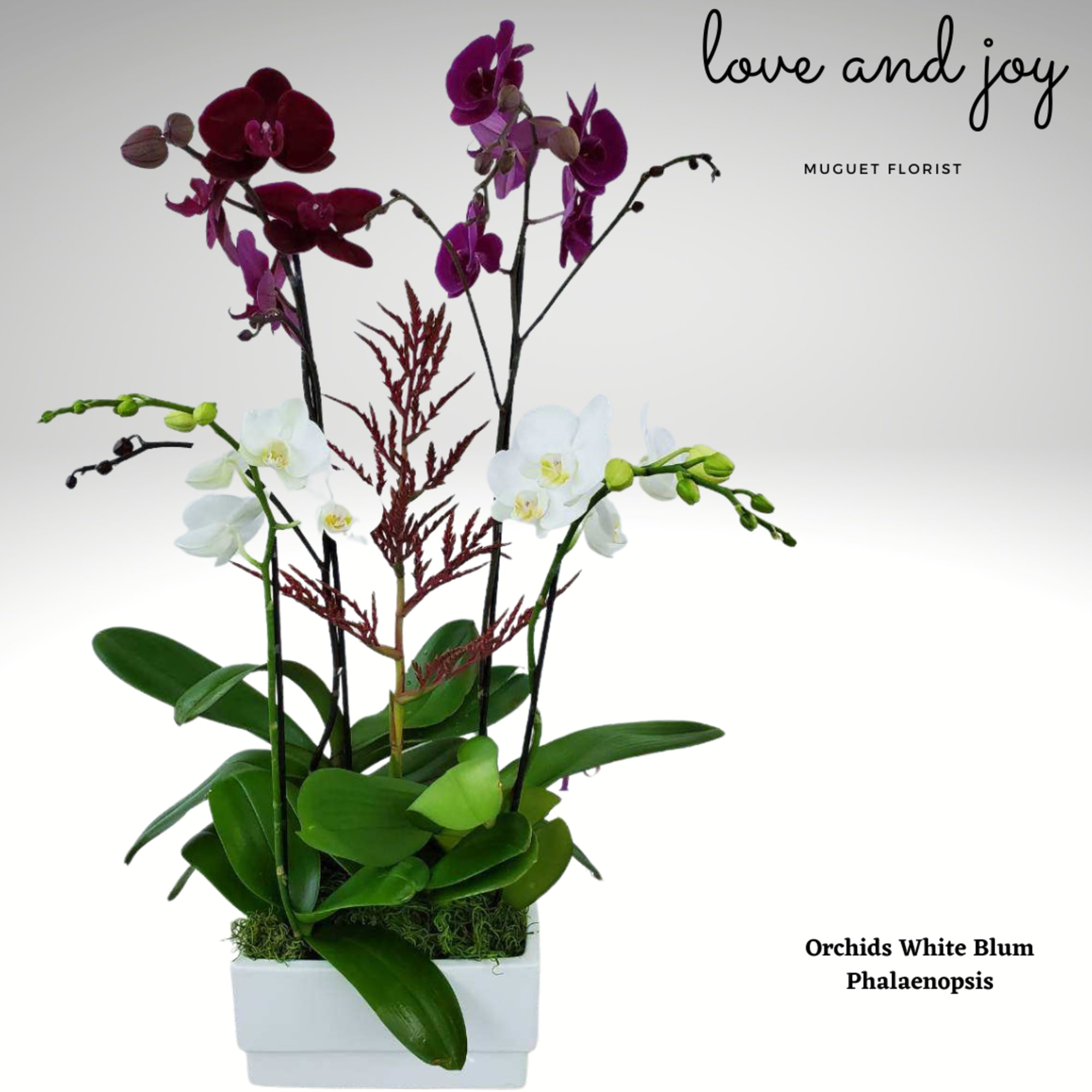 The Phalaenopsis Orchids Arrangement in shades of regal purple and pristine white