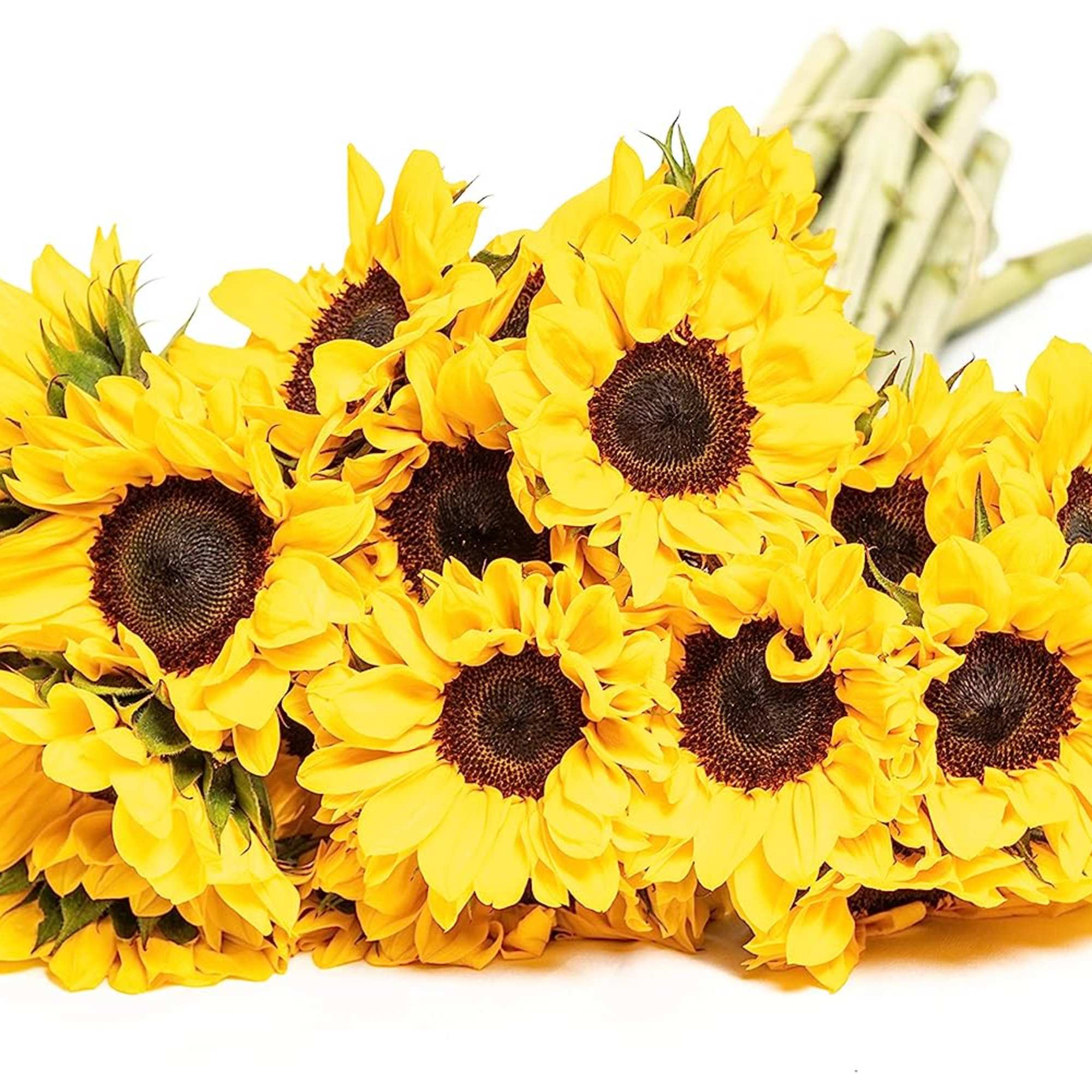 Sunflowers are nature&#039;s embodiment of happiness, exuding a radiant energy that uplifts