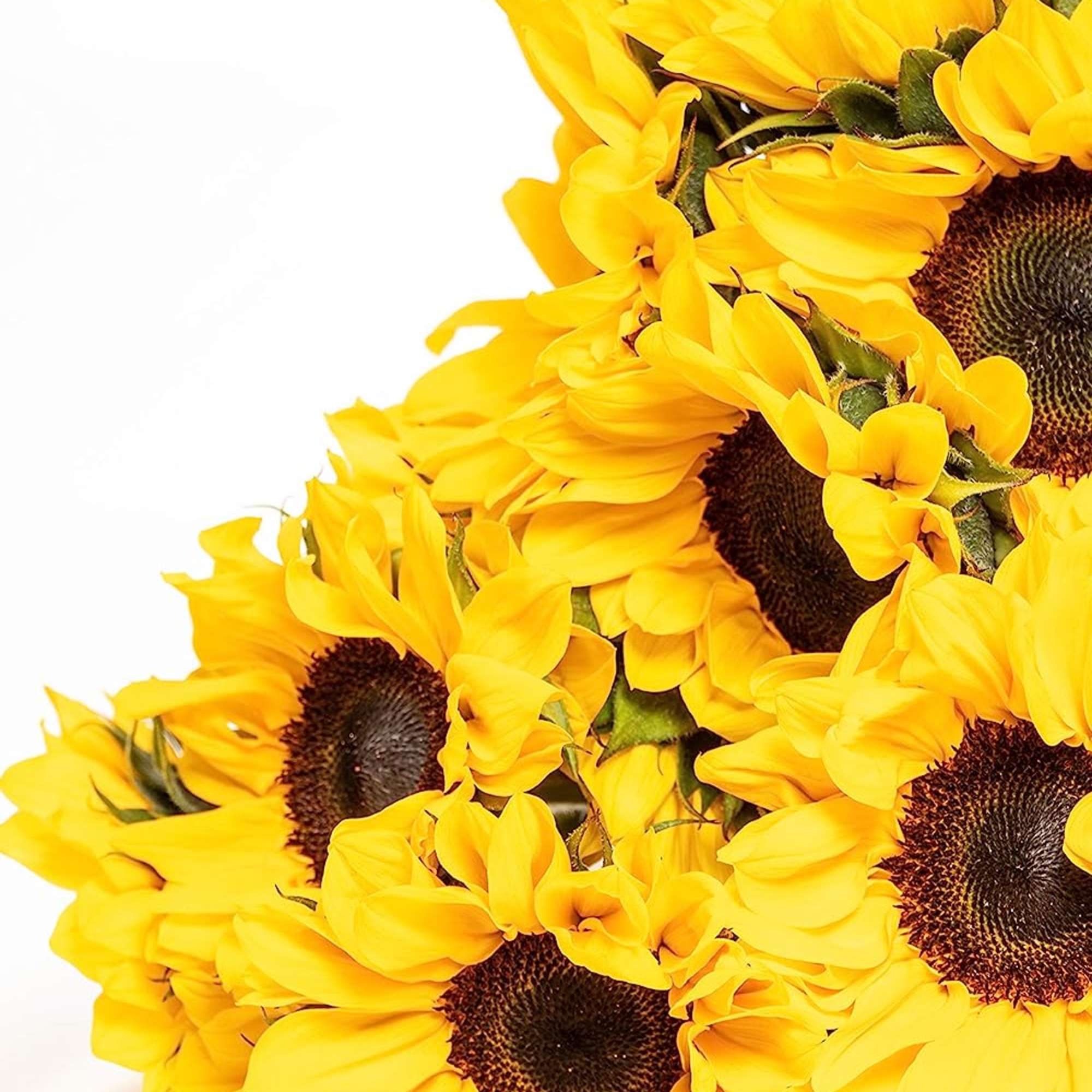 Sunflowers are nature&#039;s embodiment of happiness, exuding a radiant energy that uplifts