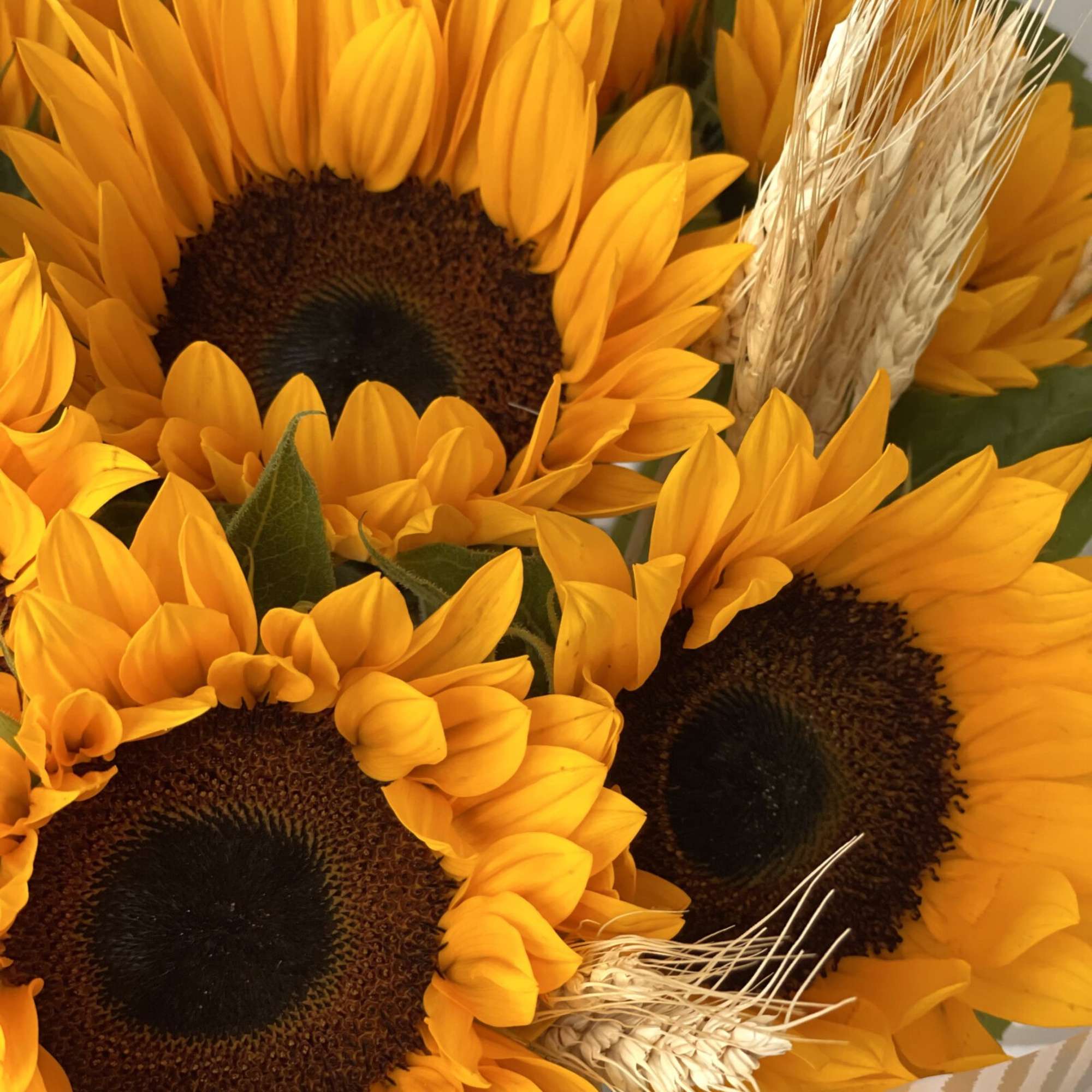Sunflowers are nature&#039;s embodiment of happiness, exuding a radiant energy that uplifts