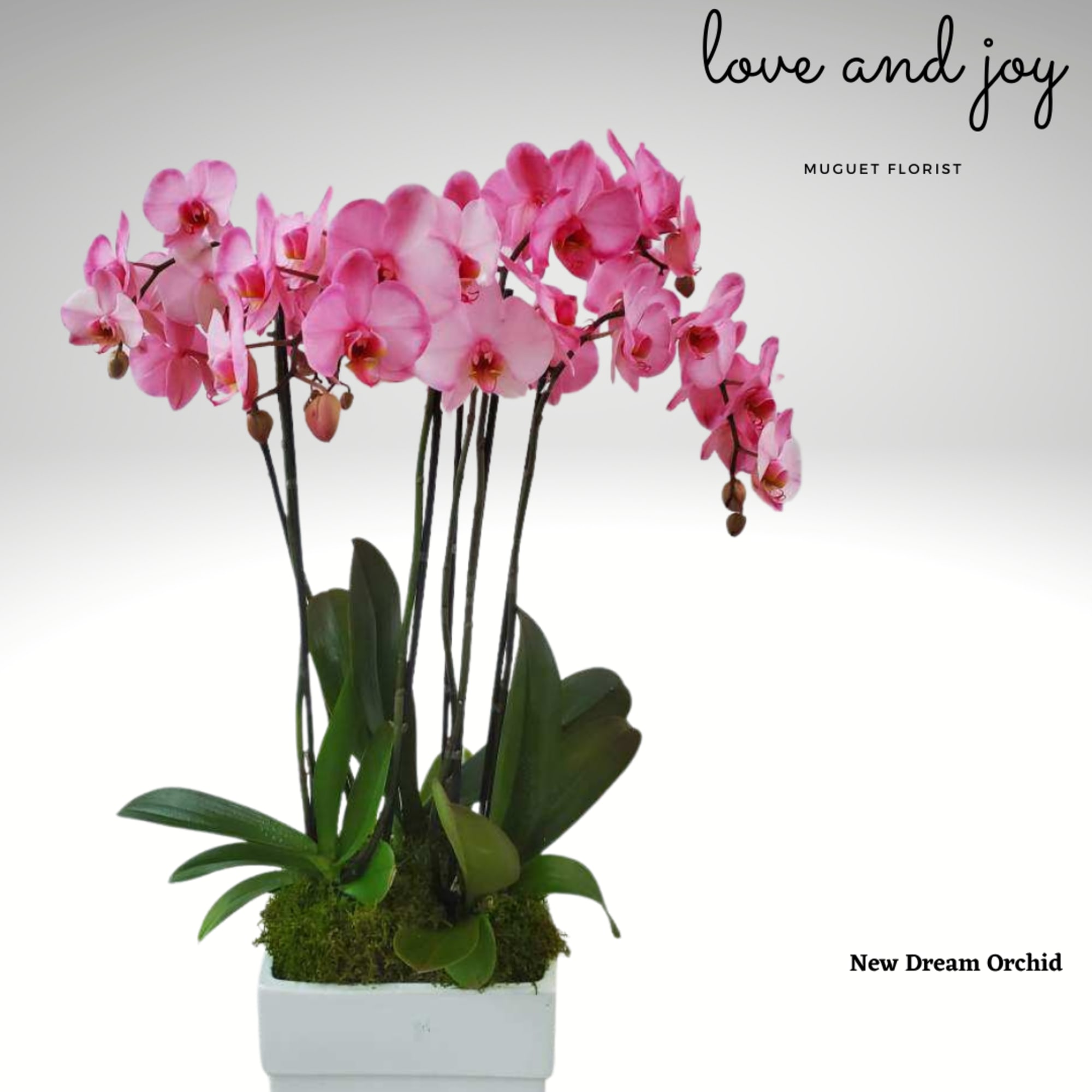 The Tranquil Orchid Elegance arrangement featuring three double Blue and Purple Phalaenopsis